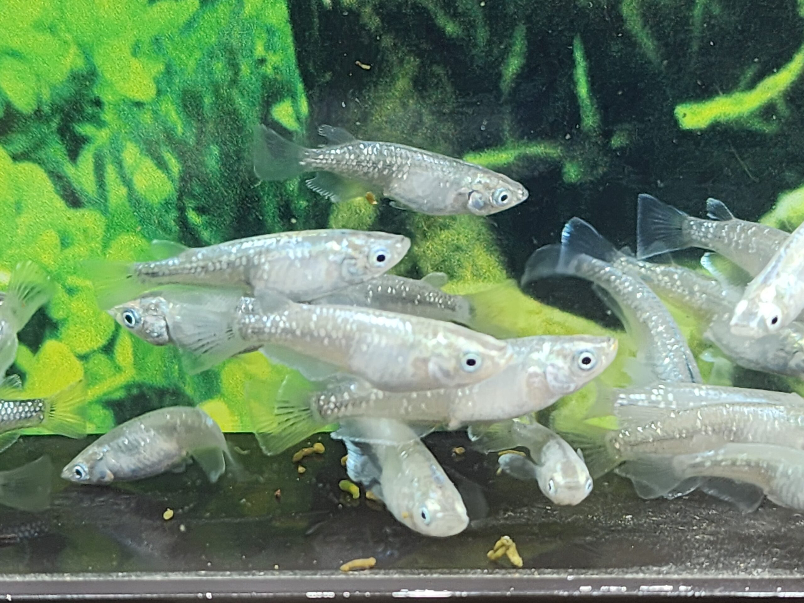 緑光 F16世代 40匹 [ID:7506]