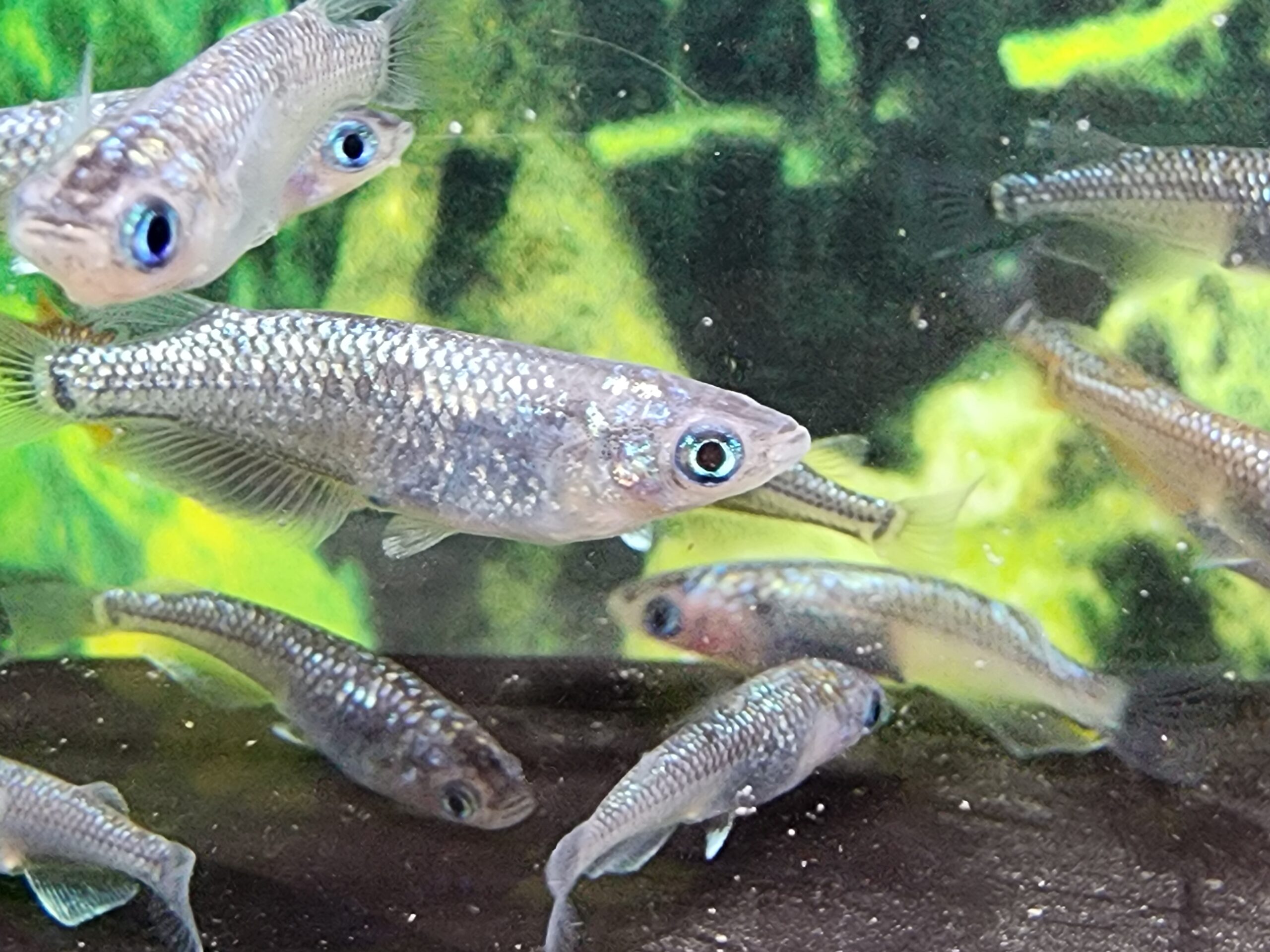 ネプチューン 40匹＋α 無選別 [ID:7607]