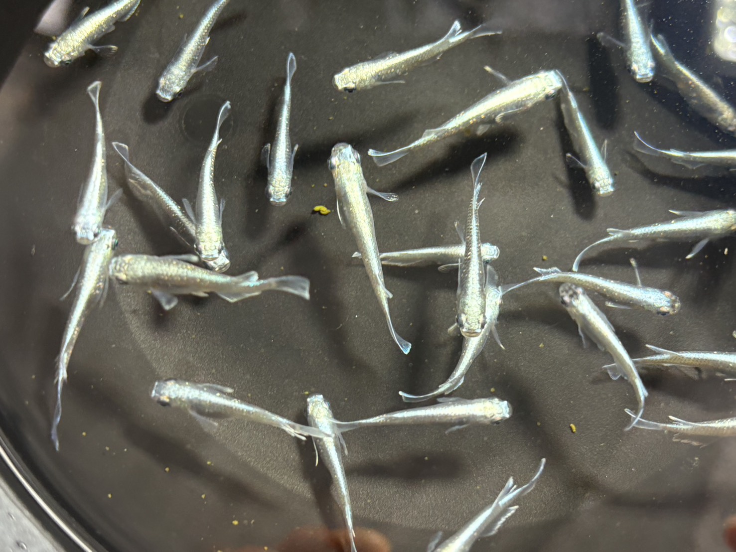 マリアージュWF 40匹+α [ID:7694]