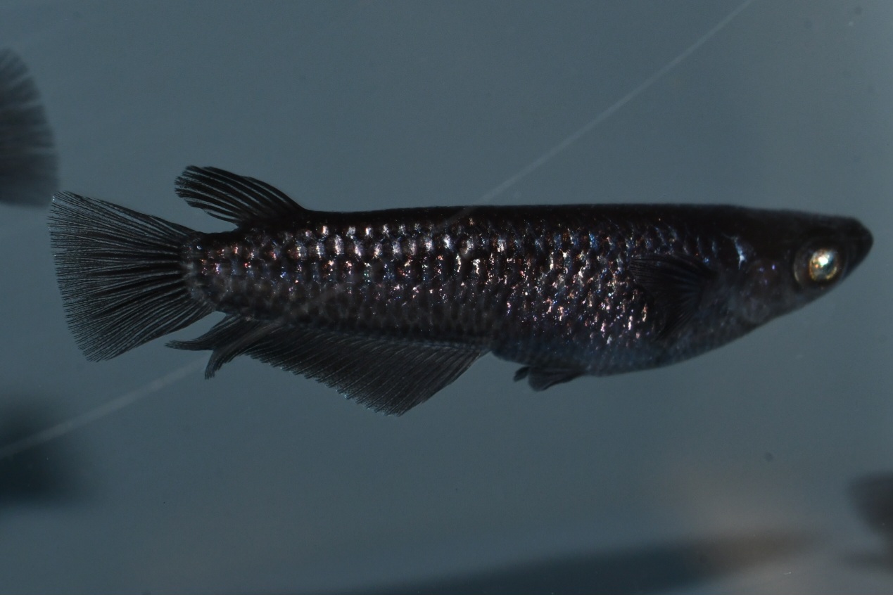 黝冠極 2ペア 11/17終了 三池さんブリード 委託出品 関口さんからの発送です