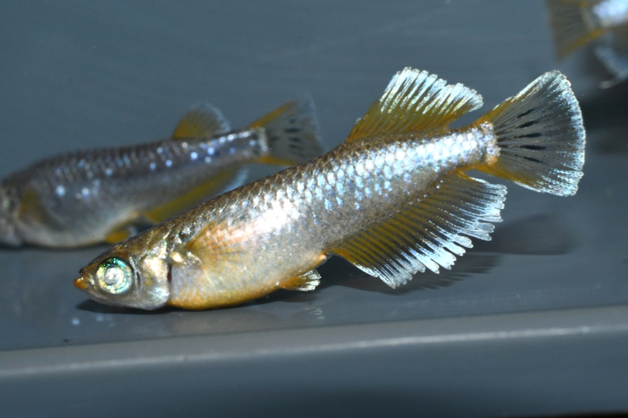 オラフ　若魚1ペア+オス1　12/23終了 アイゼンさんブリード　委託出品　関口さんからの発送です　オス1キッシングワイドフィン