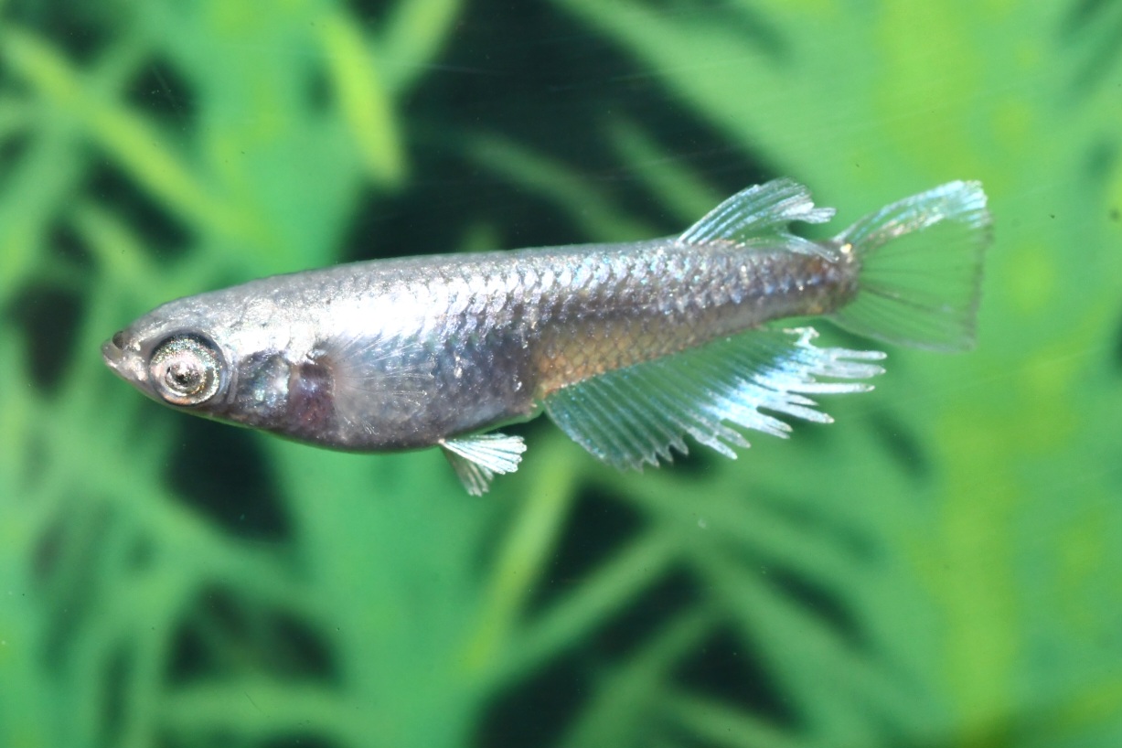 真珠白　若魚オス2メス1　12/28終了　アイゼンさんブリード　委託出品　関口さんからの発送です