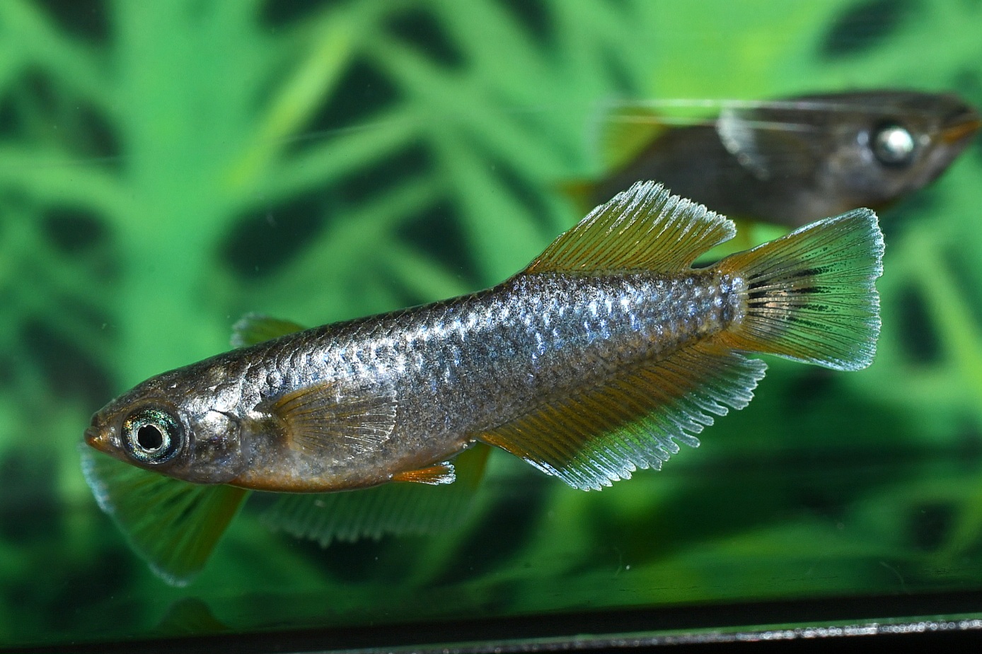 オラフ 若魚2ペア 12/28終了 アイゼンさんブリード 委託出品 関口さんからの発送です