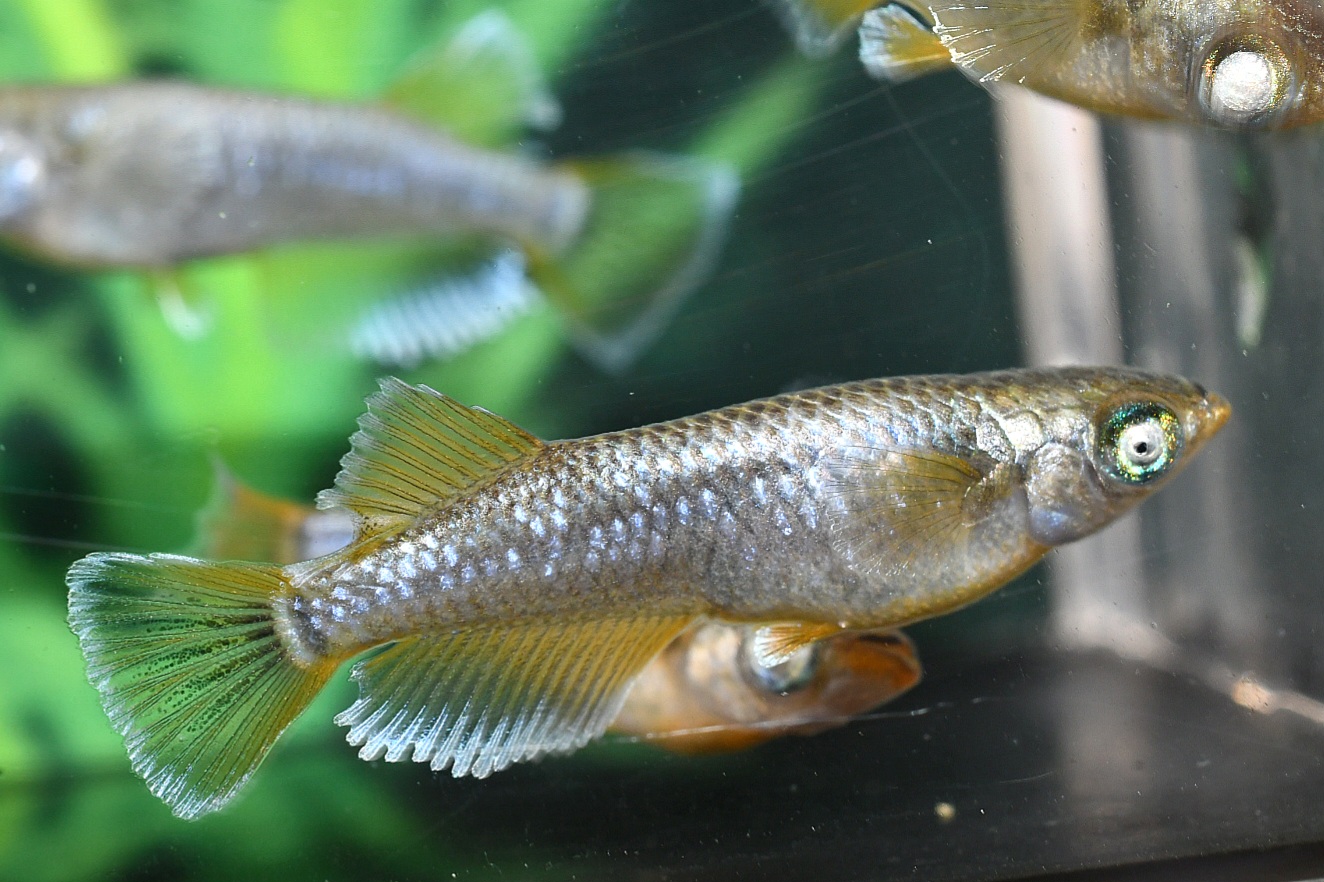 オラフ 2ペア 1/2終了 アイゼンさんブリード 委託出品 関口さんからの発送です