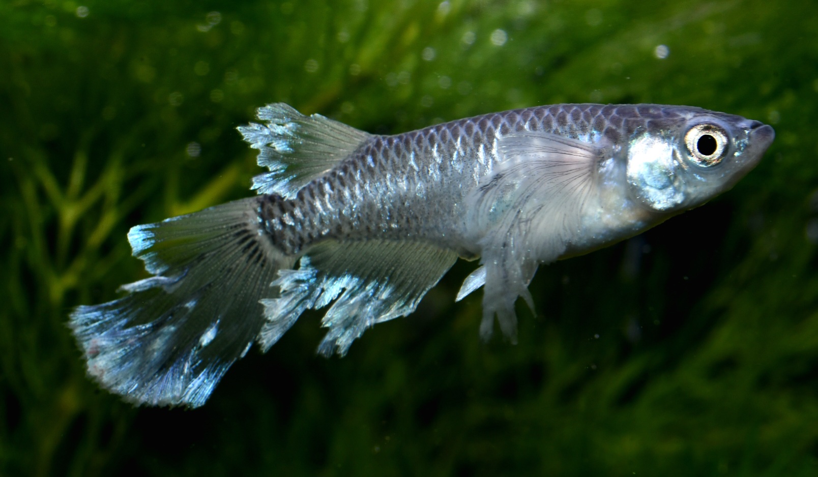 🔥 シンデレーモン　1ペア　1/28　HATENA？出品　 [ID:3954]