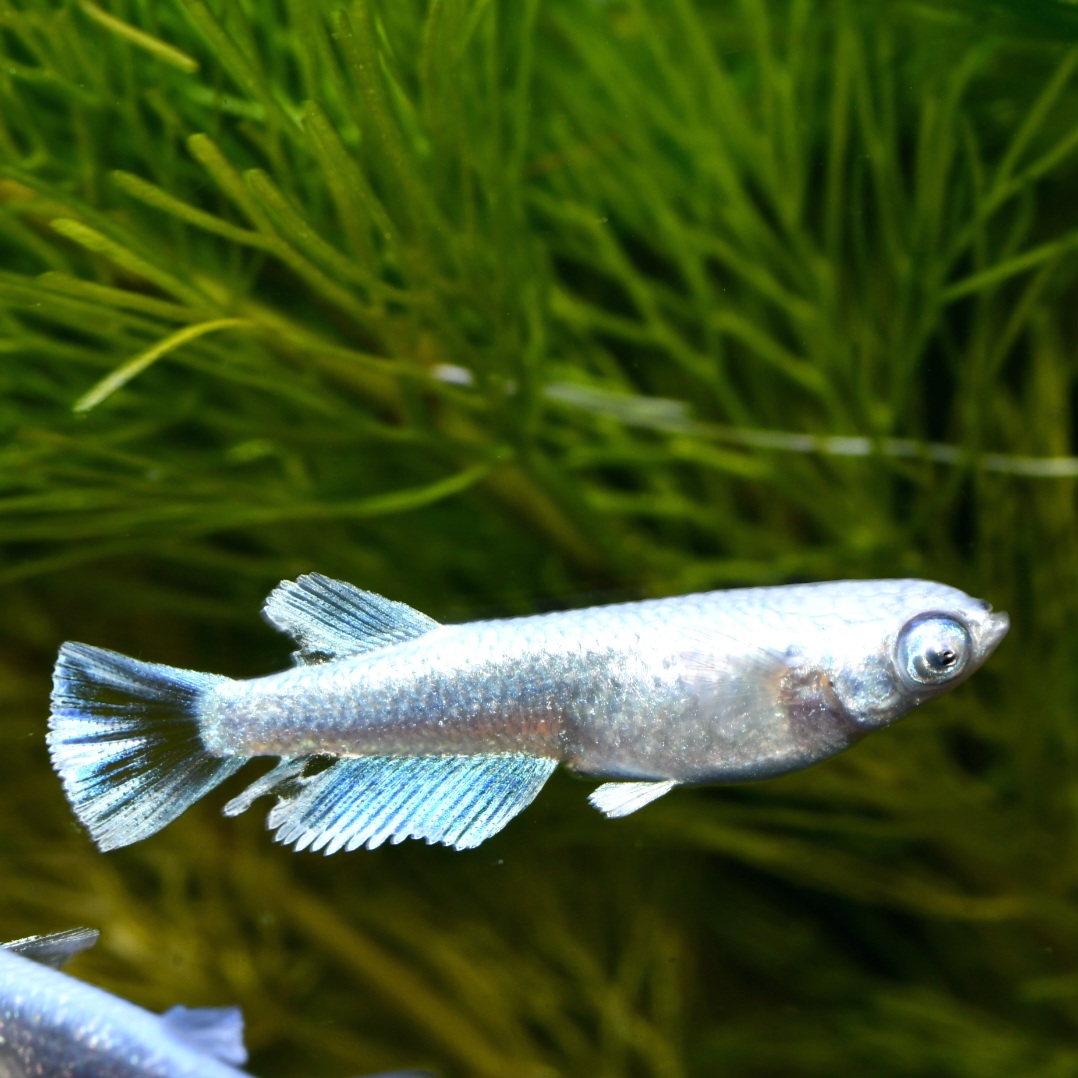 🔥 ルナ・ヴェール　若魚2ペア　B1　2/6終了 HATENA?出品 [ID:4096]