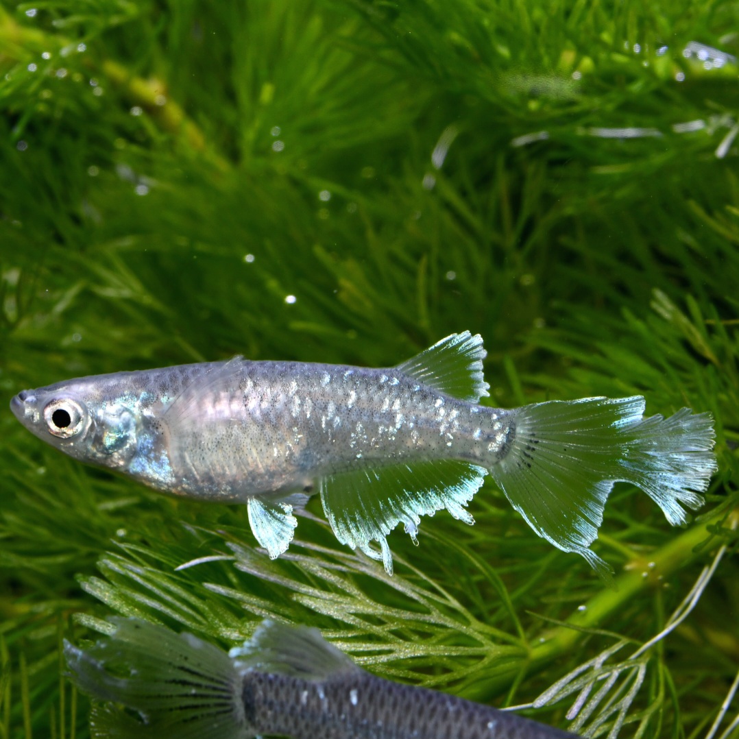 🔥 シンデレーモン　1ペア B 2 　2/6終了　HATENA?出品 [ID:4093]