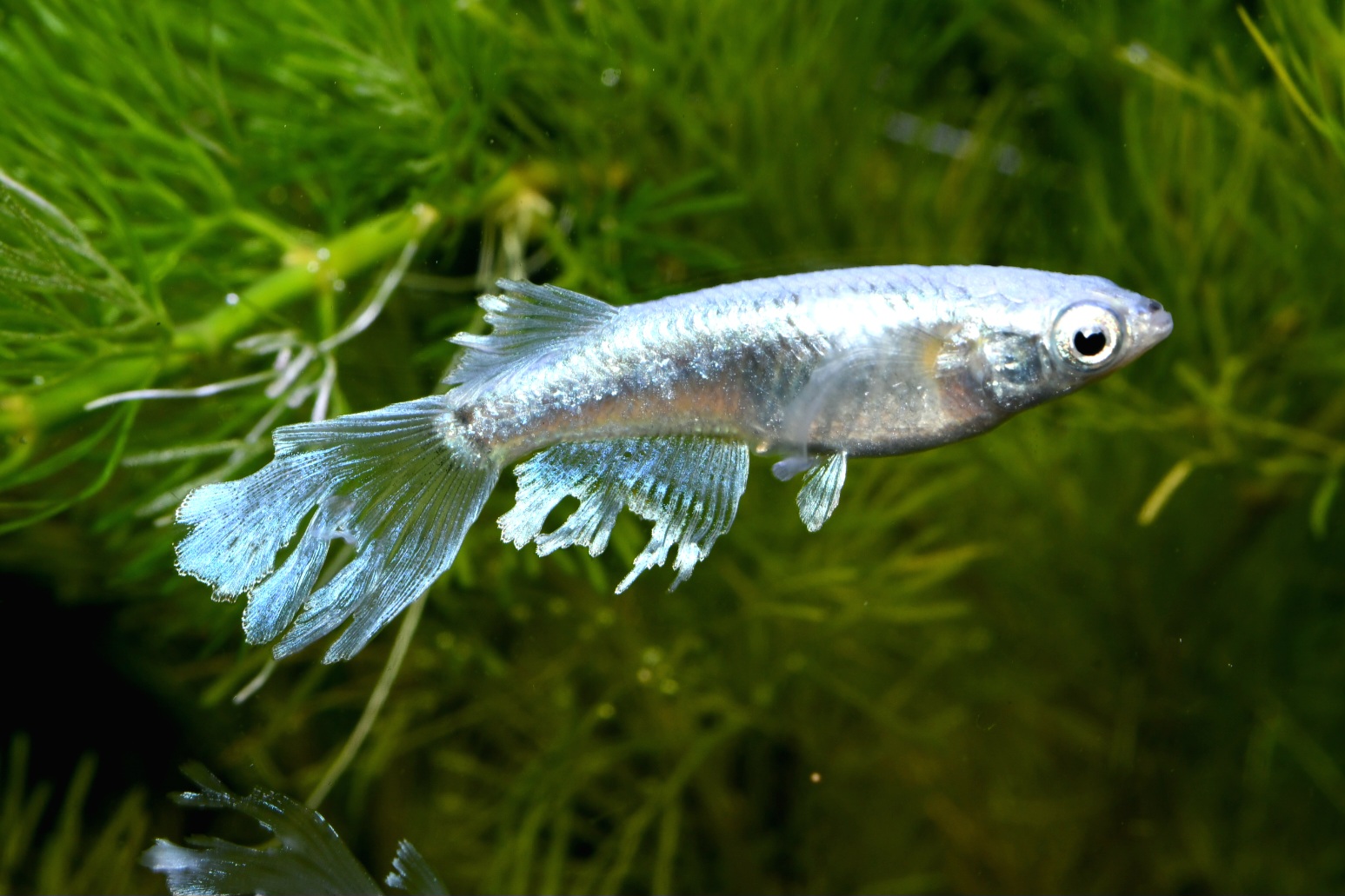 🔥 シンデレーモン　1ペア　B 3 　2/6終了　HATENA?出品 [ID:4090]