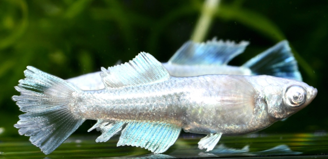 🔥 ルナ・ヴェール光体型　1ペア　2/12終了 [ID:4310]