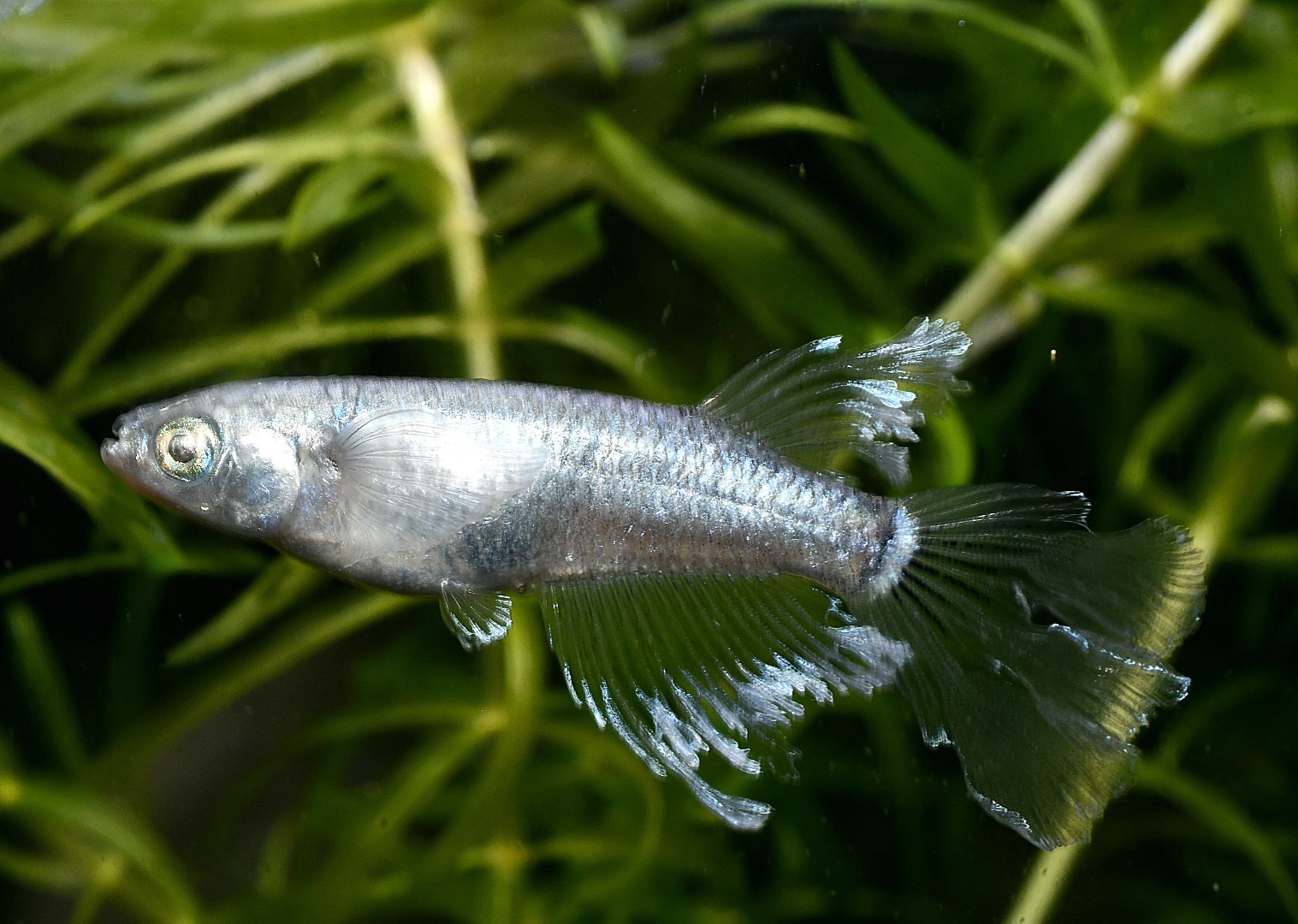 🔥 シンデレーモン　1ペア 2/12終了　B 2 [ID:4313]