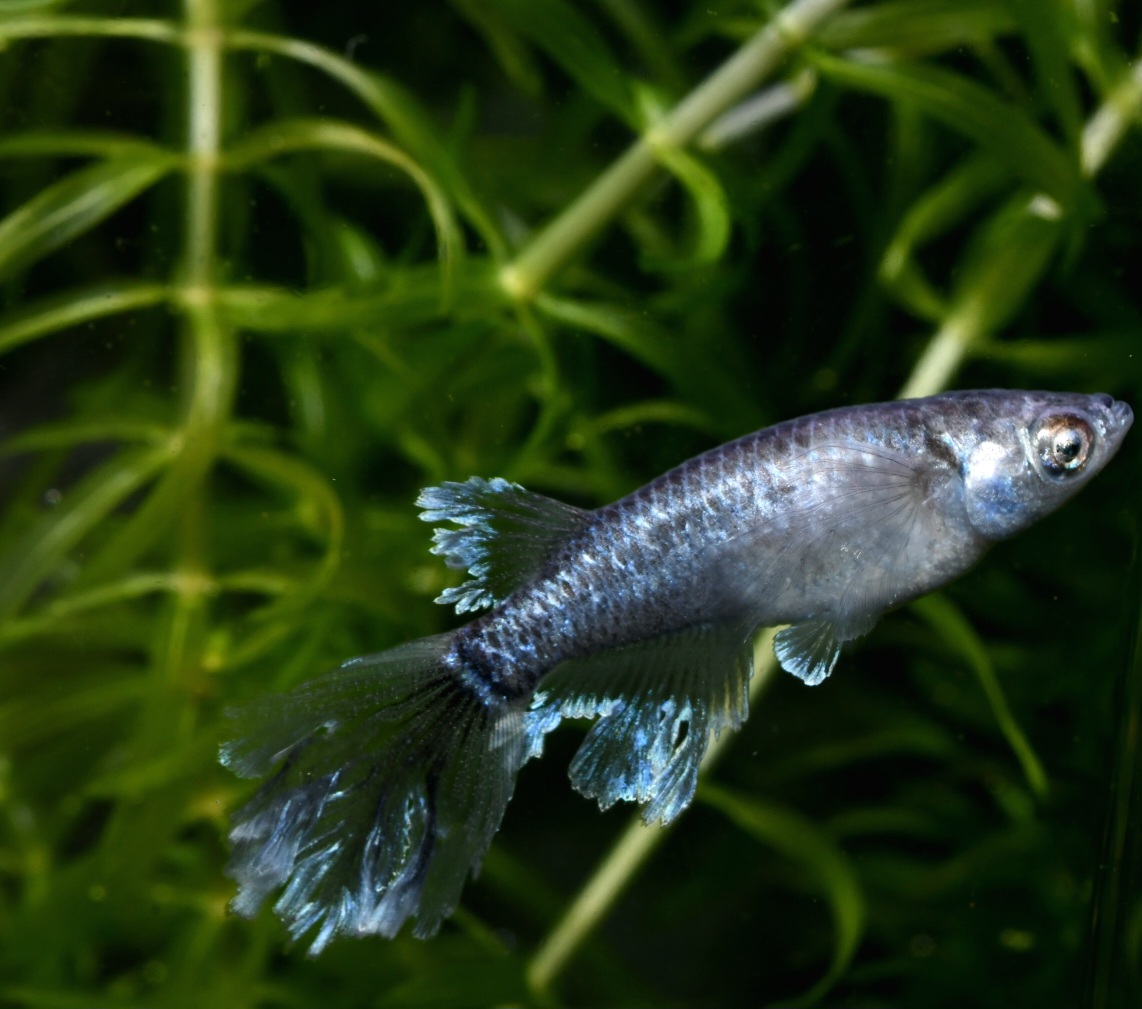 🔥 シンデレーモン　1ペア 　2/12終了 B 3 [ID:4317]