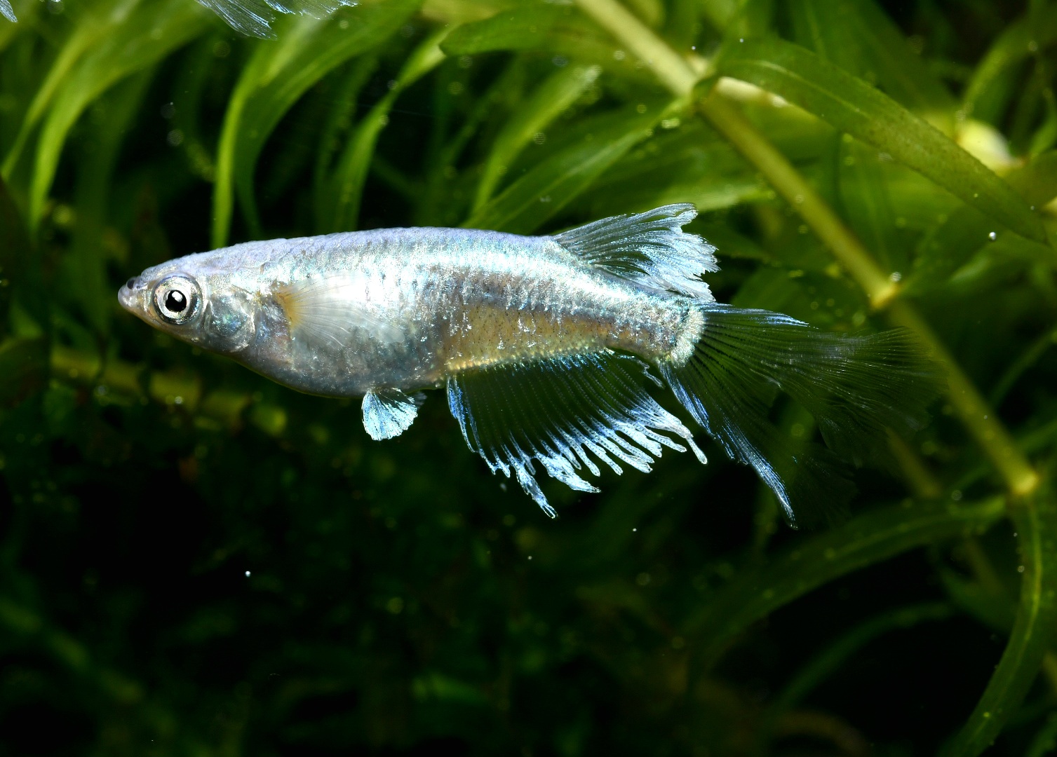 🔥 シンデレーモン　1ペア 2/19終了 　B 1 [ID:4557]