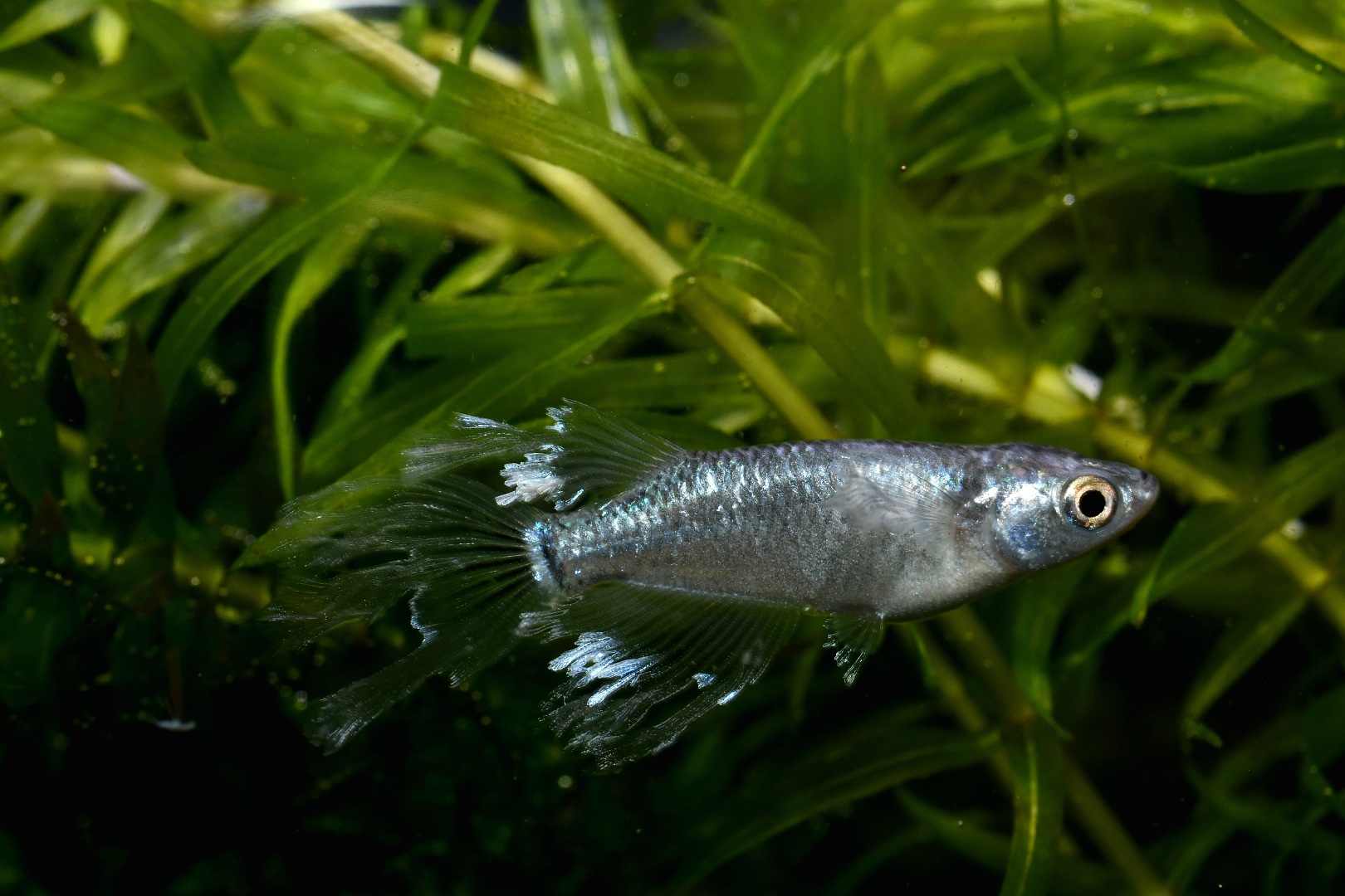 🔥 シンデレーモン　1ペア　2/19終了 B 2 [ID:4561]