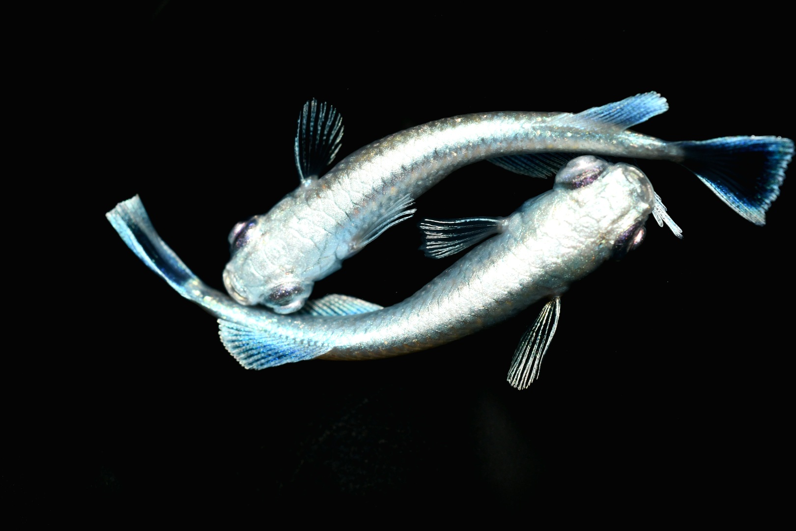 ルナ・ヴェール　若魚1ペア　2/19終了 B 3 [ID:4543]