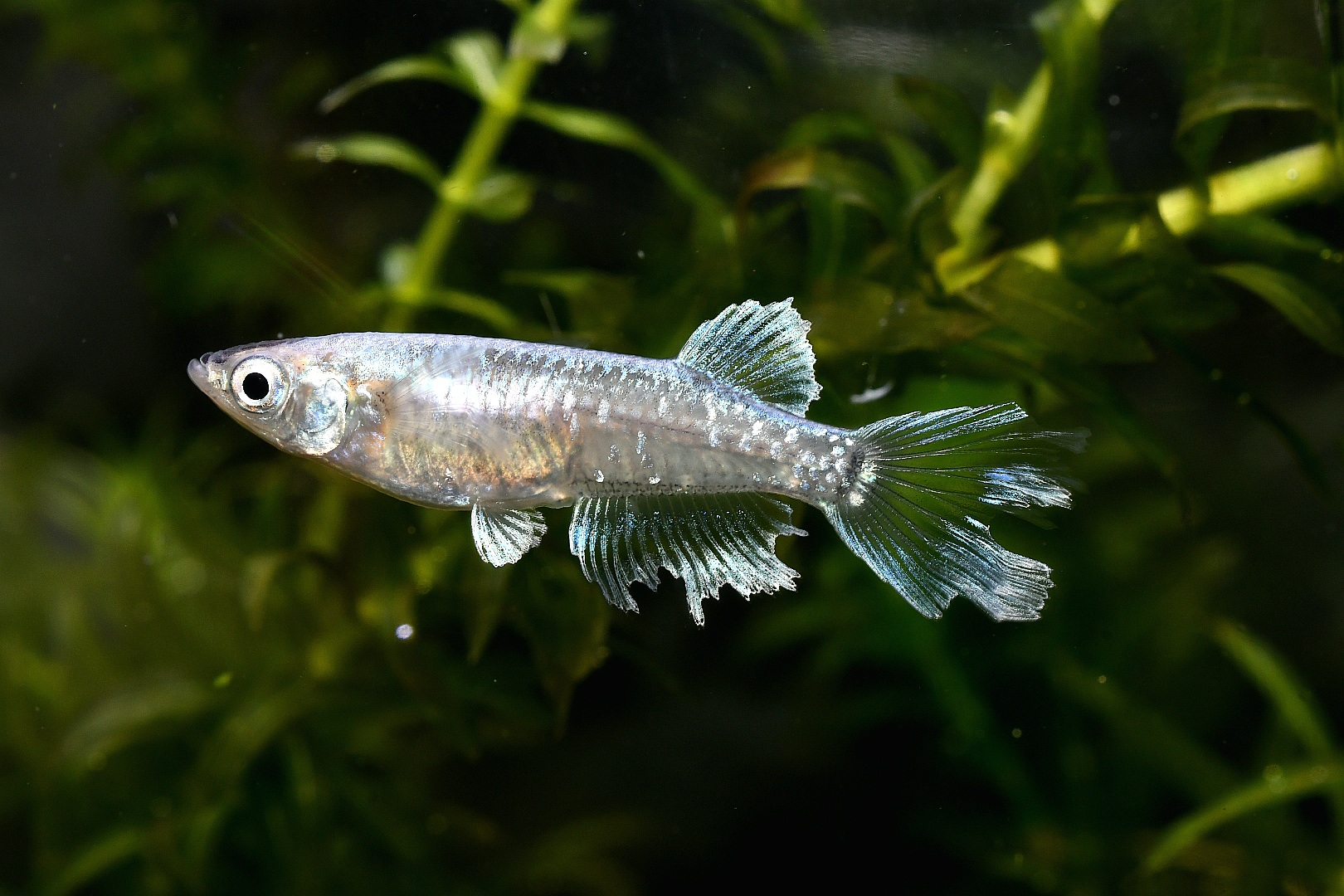 シンデレーモン　1ペア 2/26 [ID:4931]