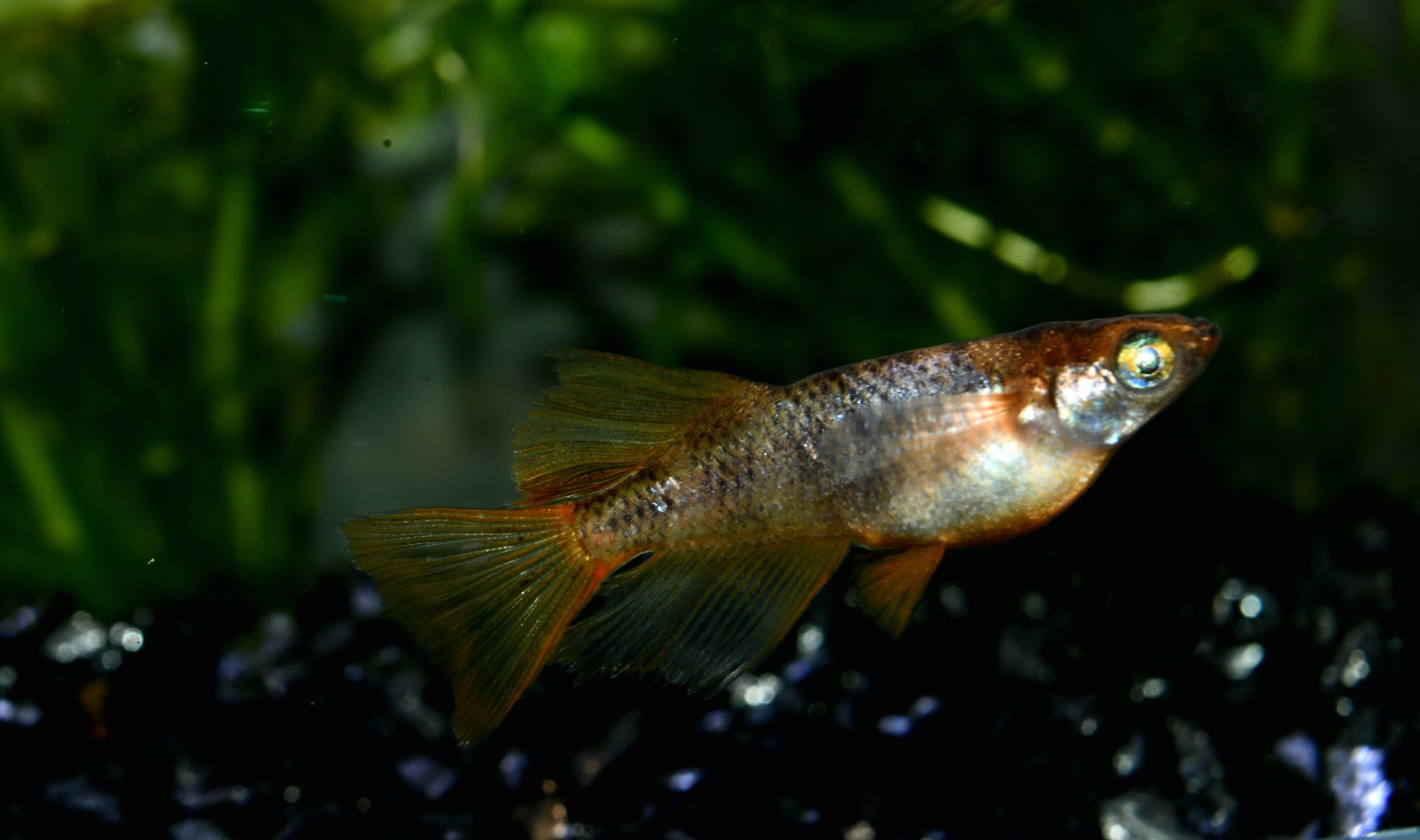 🔥 蜂紋華エクステンド　1ペア　アイゼンさんブリード　3/5終了 [ID:5298]