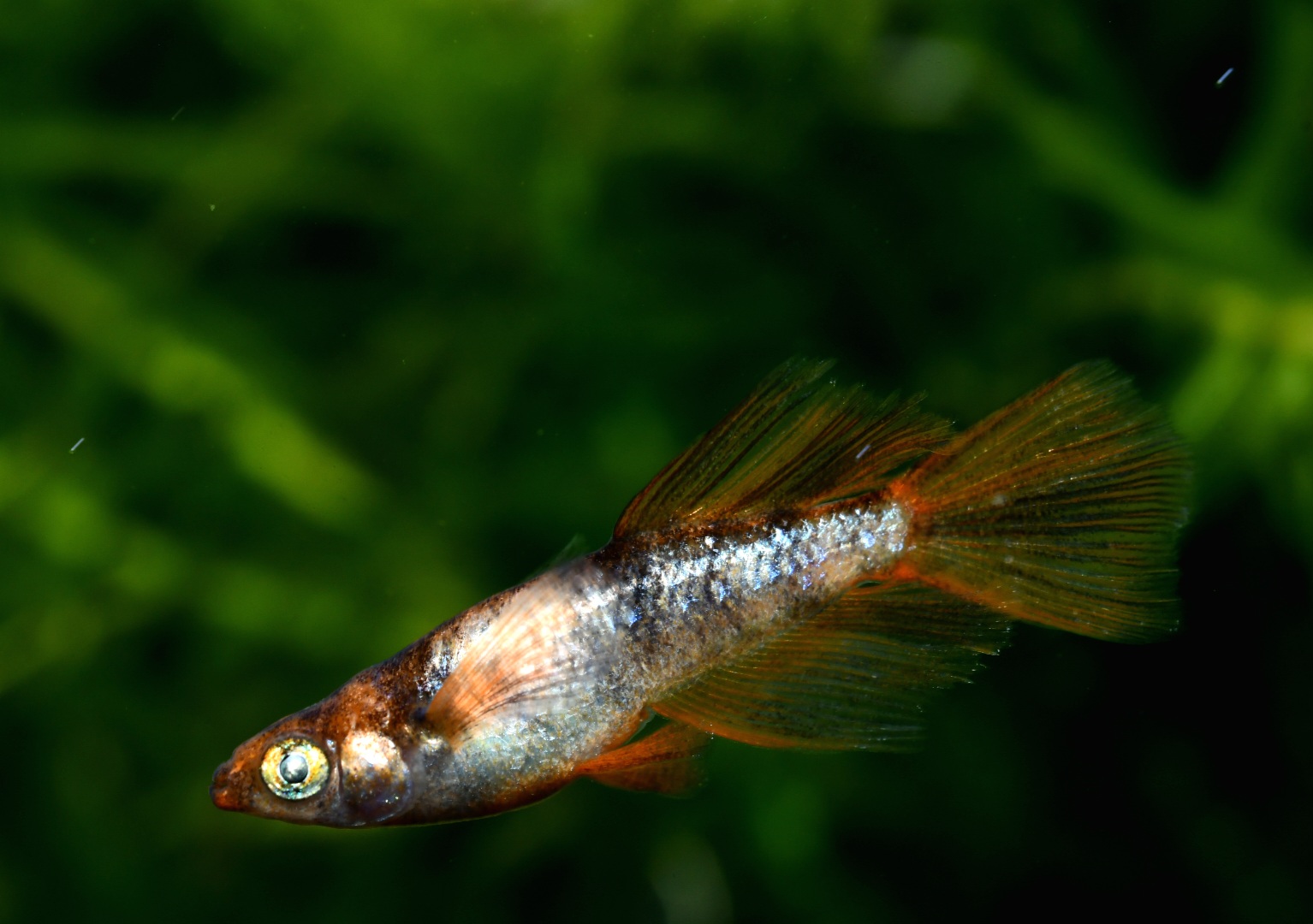 蜂紋華エクステンド　オス3 アイゼンさんブリード　3/5終了 [ID:5291]