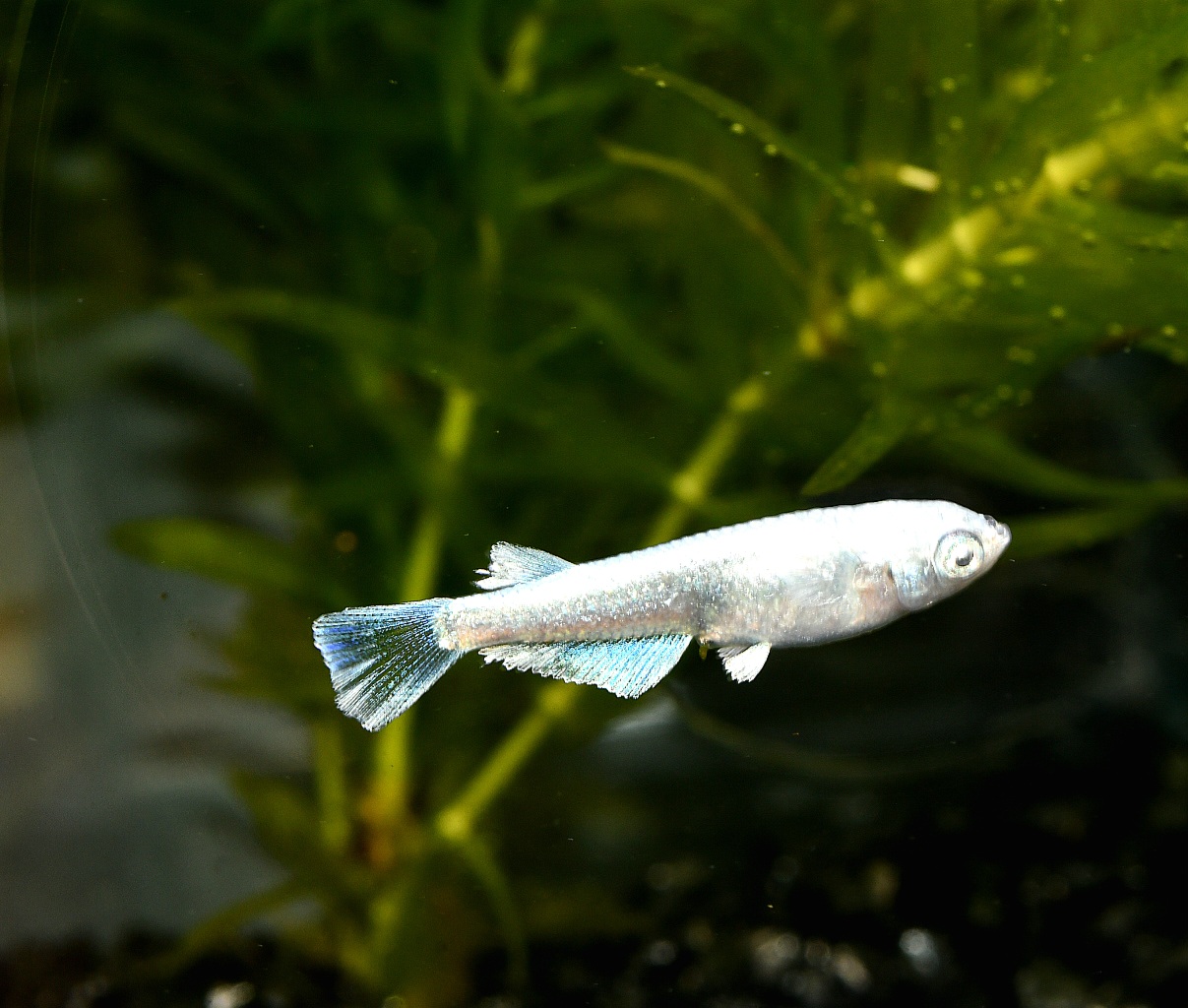 🔥 ルナ・ヴェール　若魚オス1メス2 3/26終了　 [ID:6501]