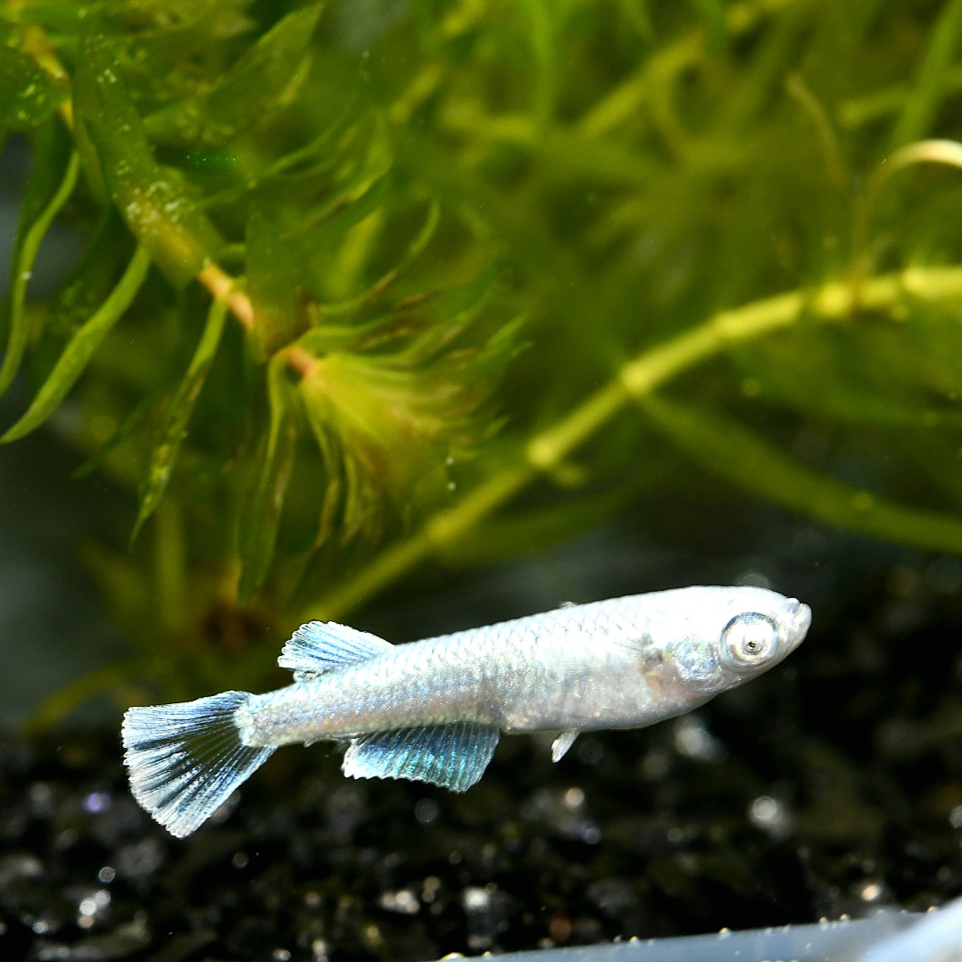 ルナ・ヴェール　若魚オス1メス2　B 2 3/26終了 [ID:6508]