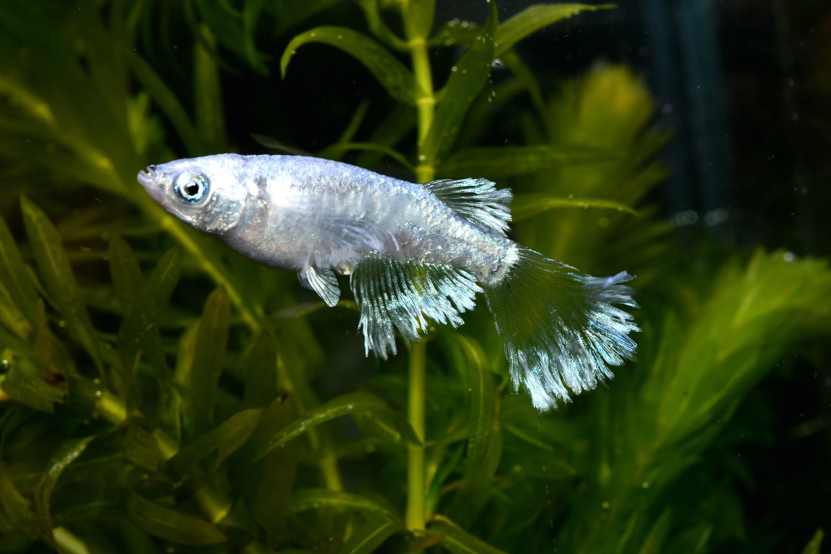 🔥 シンデレーモン　1ペア　4/9終了　 [ID:7668]