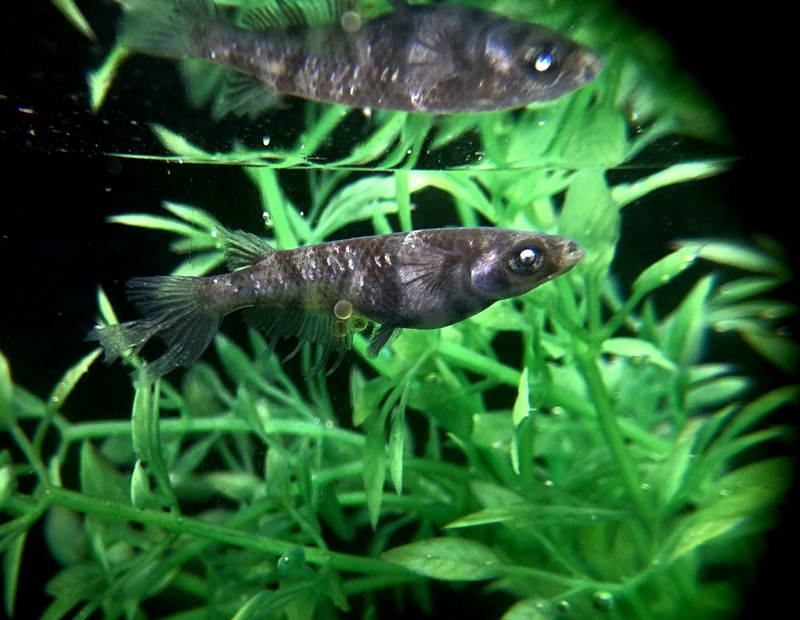 🔥 45めだか 初出品) 倭冦黒龍 1p　3/28　21:25 [ID:6581]