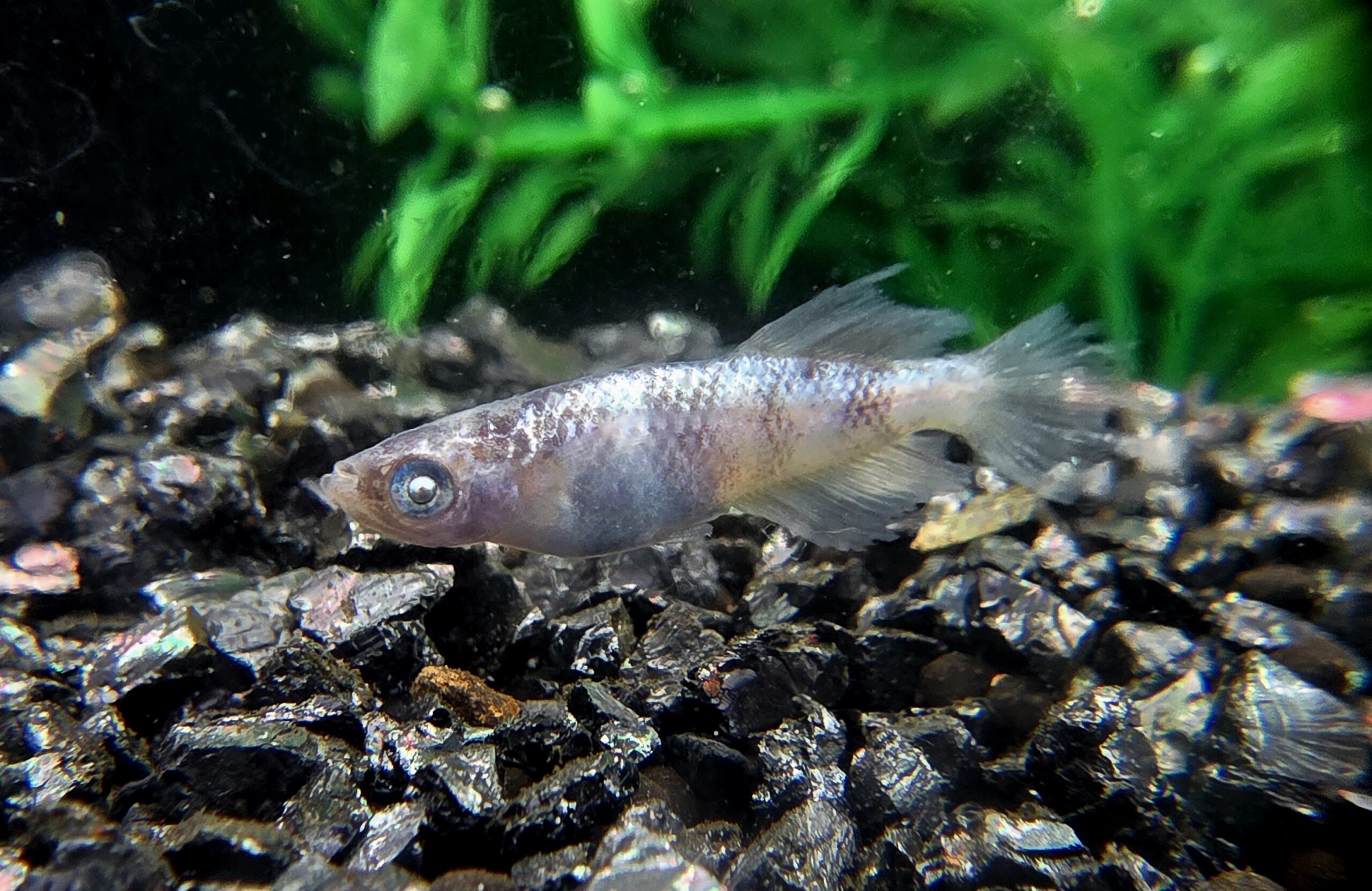 🔥 45めだか 倭冦白龍 1p 3/28 21:15 [ID:6577]