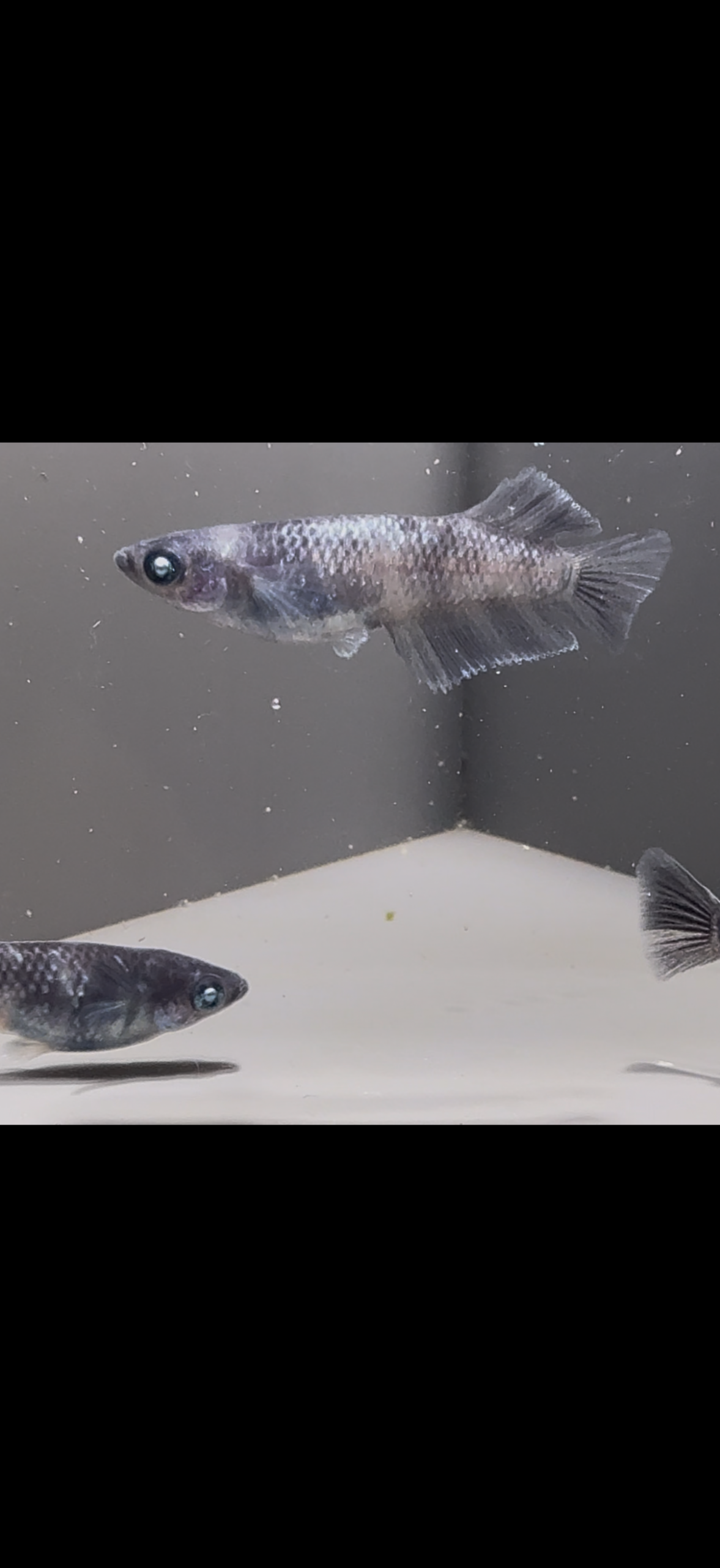 🔥 黝輝メジェド オス２、メス１(神話めだかブリード) [ID:4576]