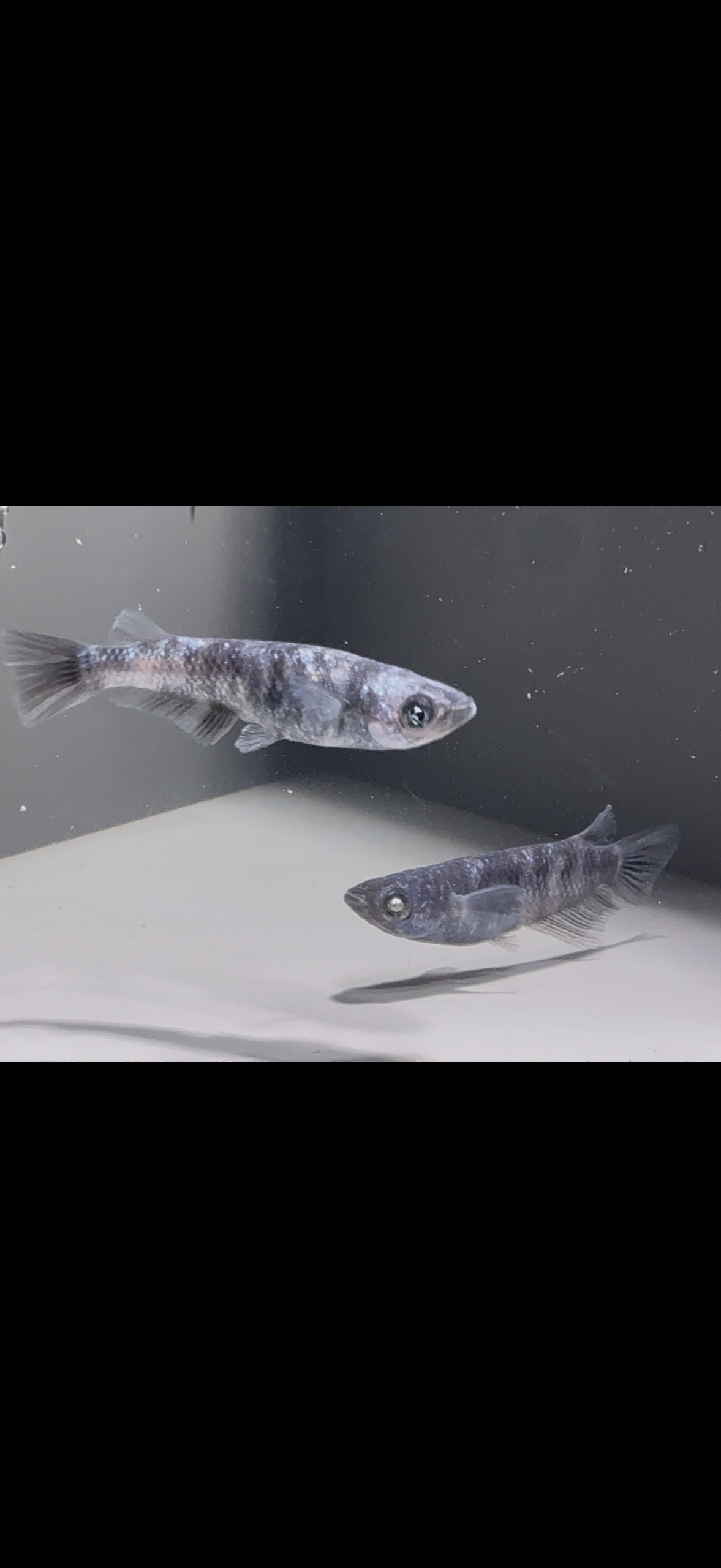 🔥 アクアショップ）オセロラメアースアイ(神話めだかブリード)　1P　3/6　21:15終了 [ID:5195]