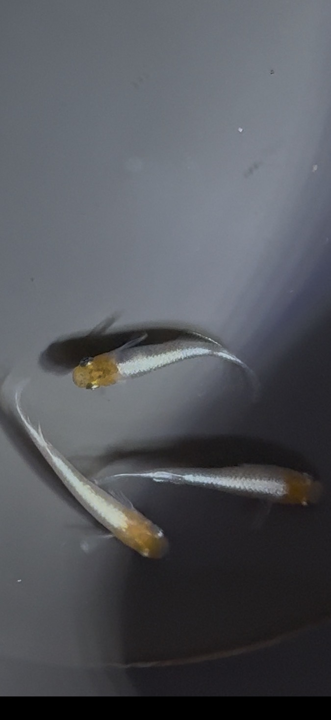 🔥 アクアショップ縁）パーシモンコブラ 雄１雌２(神話めだかブリード)　3/6　21:05 [ID:5204]