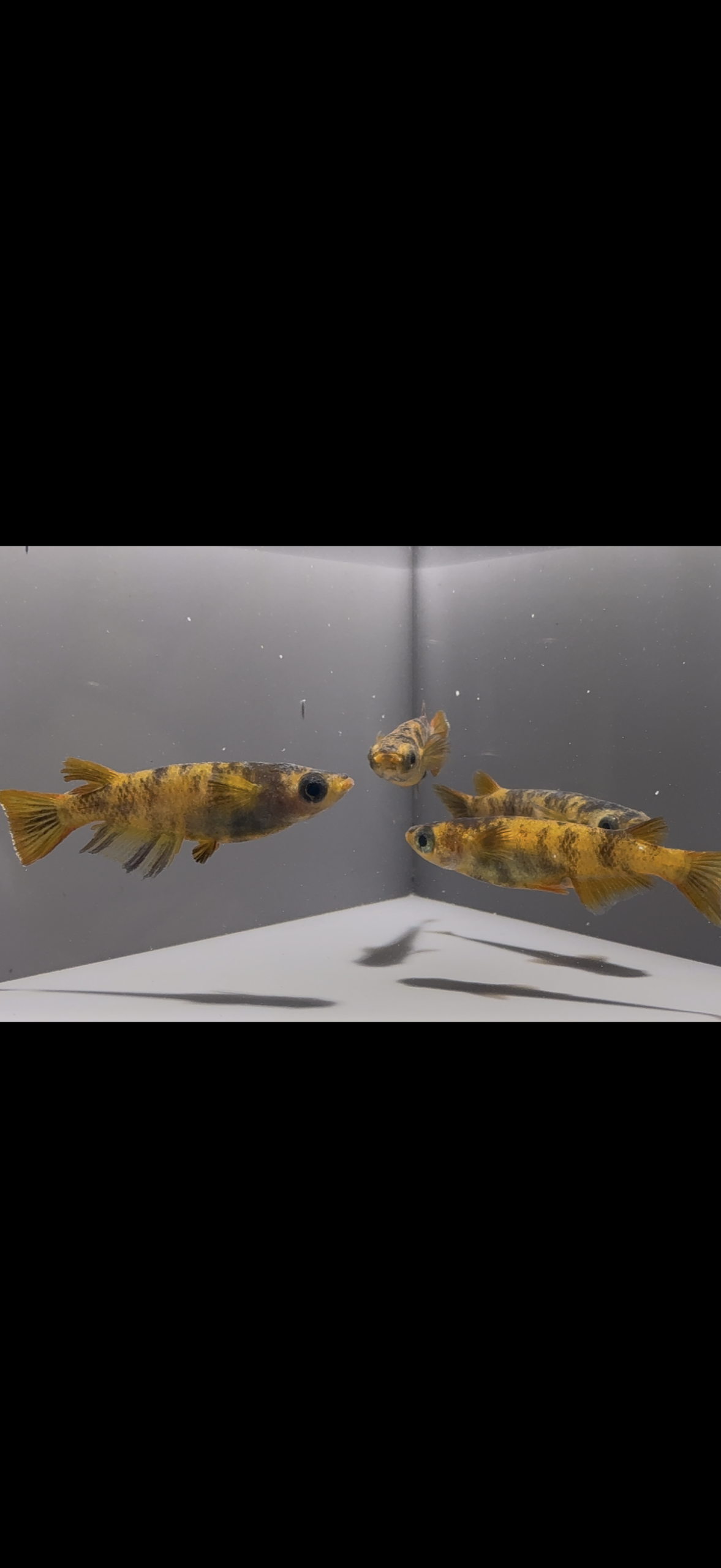 🔥 アクアショップ縁）レッドパンサー２ペア(神話めだかブリード)3/9　21:15 [ID:5445]