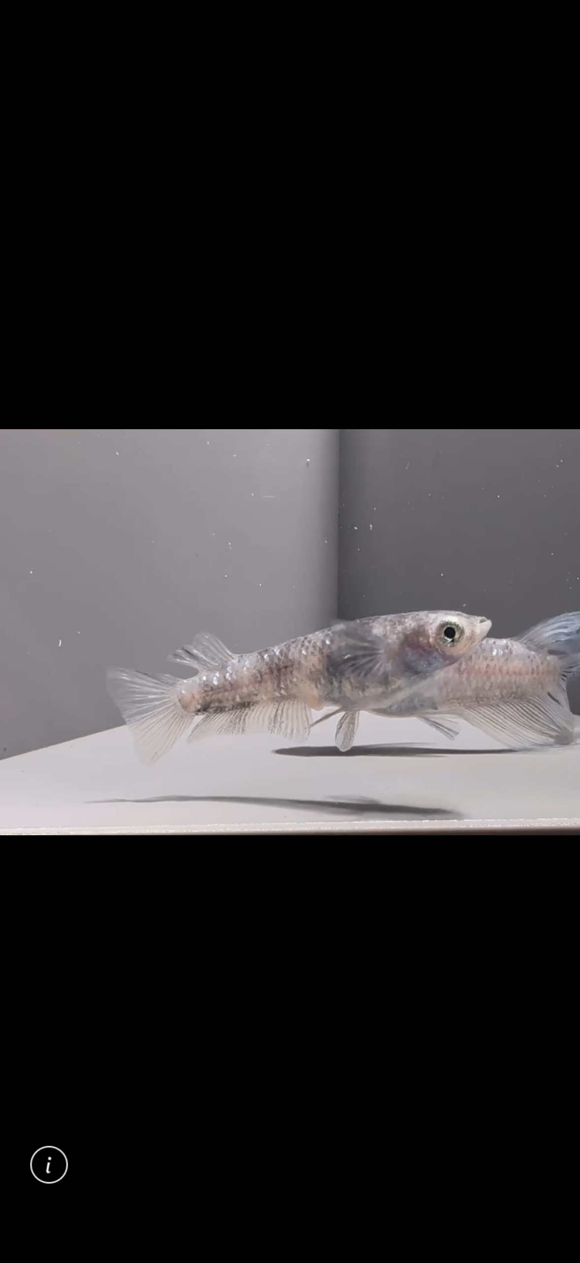 アクアショップ縁）二郎インスパイア系 雄RLF 雌ヘテロ(神話めだかブリード)　3/9　21:10 [ID:5449]