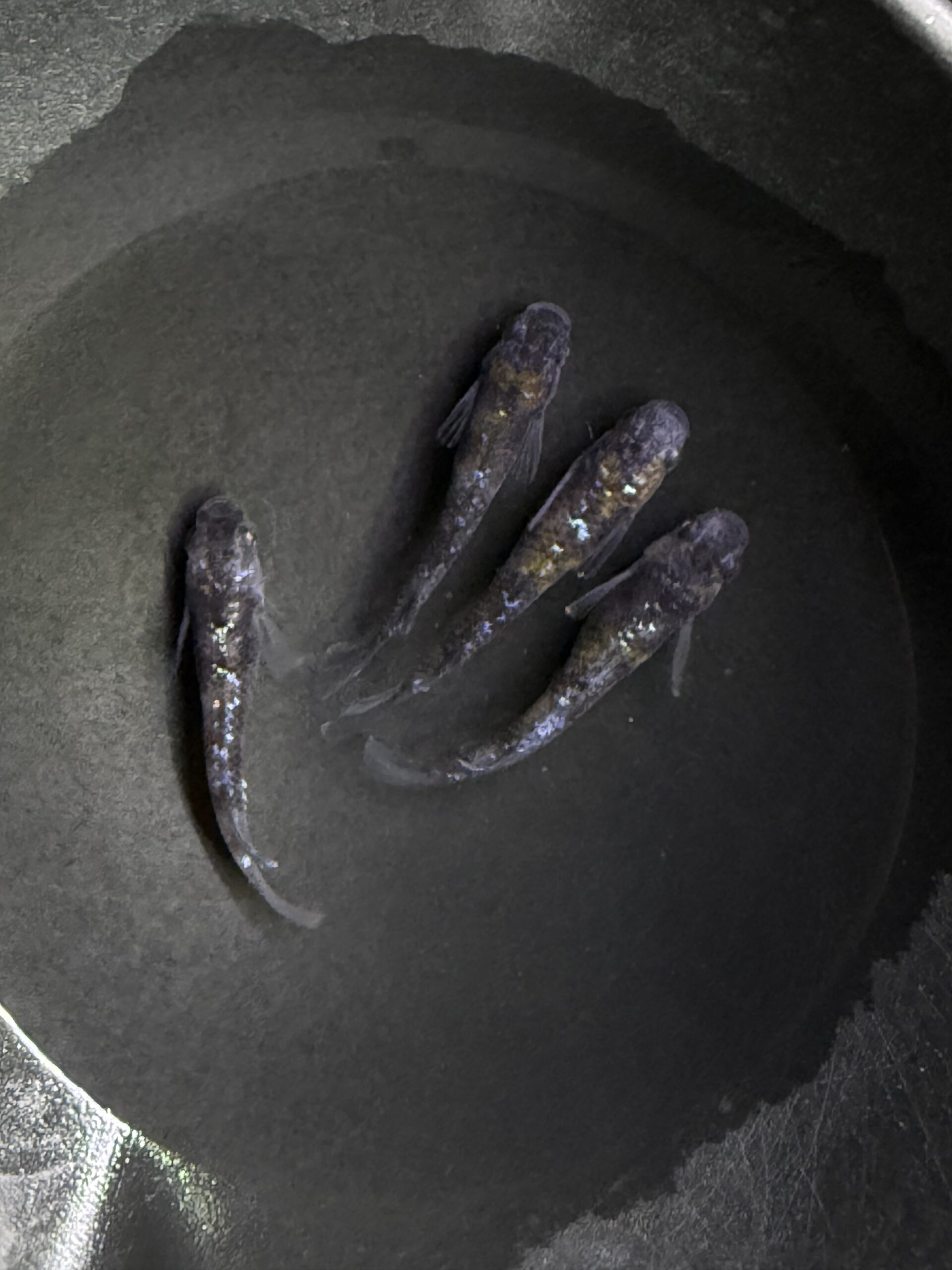 アクアショップ縁）オセロラメ三色アースアイ 雄１、雌３(神話めだかブリード)　3/13　21:20 [ID:5755]