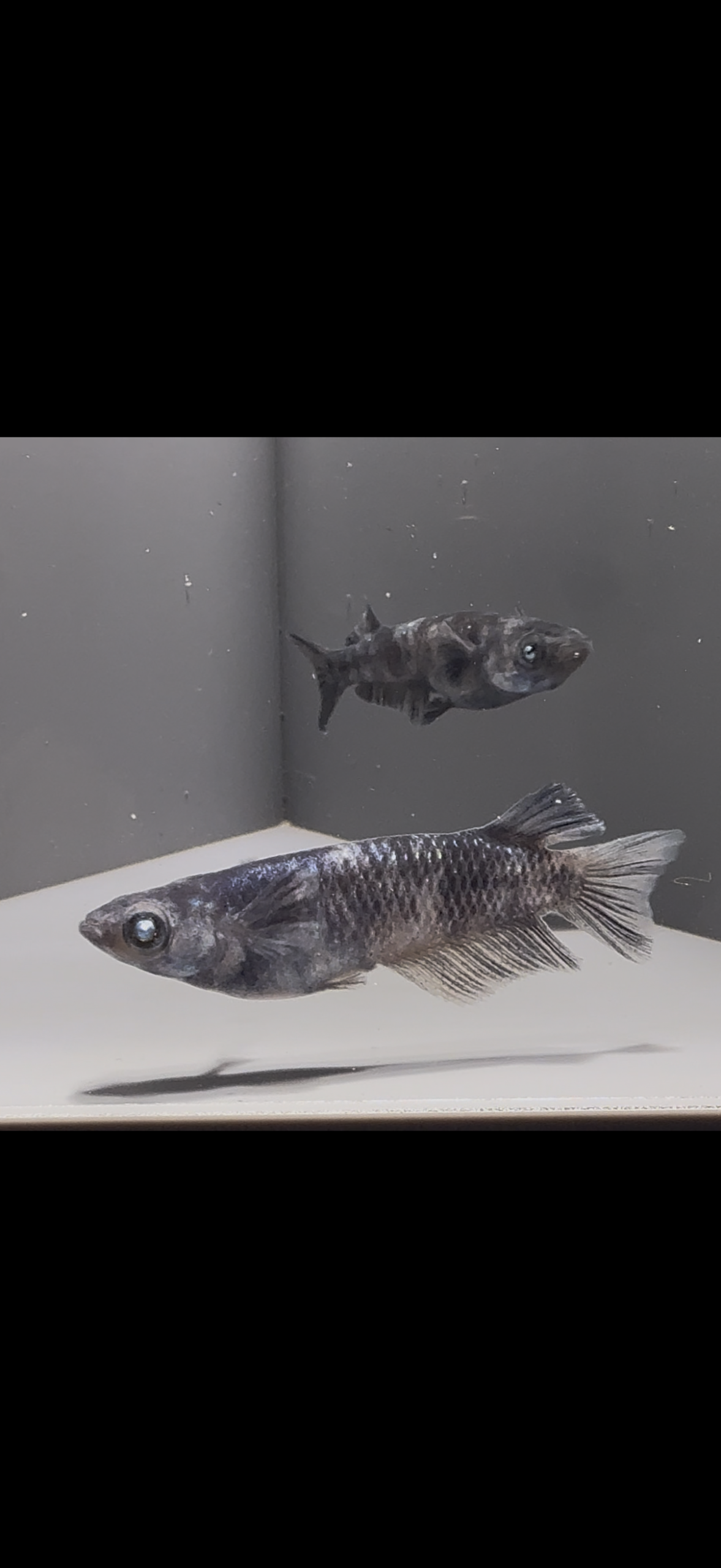 🔥 アクアショップ縁）黝輝メジェド 1ペア（神話めだかブリード）　3/13　21:05 [ID:5767]