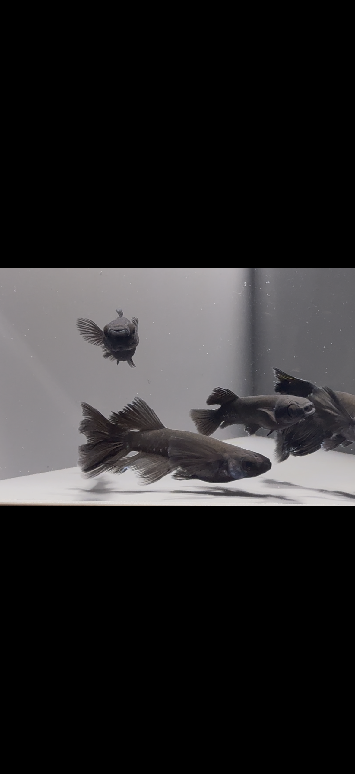 🔥 アクアショップ縁)ミッドナイトフリル漆黒系RLF1ペア+ヘテロ１ペア(シンリンめだかブリード) 3/16 21:30 [ID:6018]