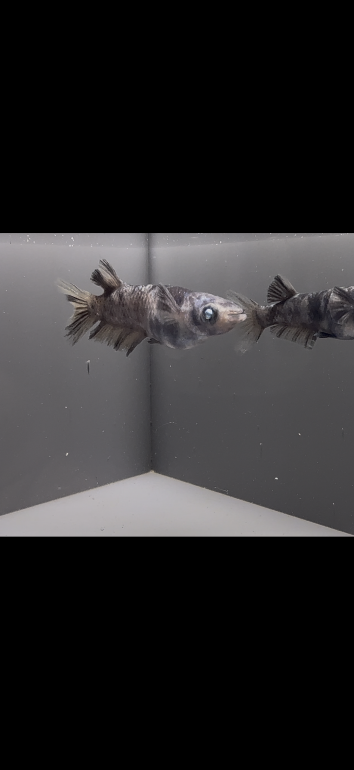 🔥 アクアショップ縁)黝輝メジェド １ペア(神話めだかブリード)　３/１８　21:30 [ID:6022]