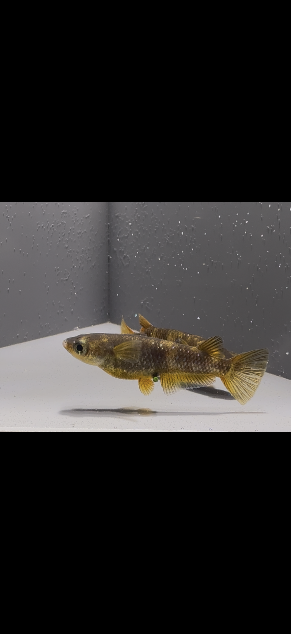 🔥 アクアショップ縁) シグマ ヘテロ１ペア　3/20 21:40 神話めだかブリード [ID:6094]