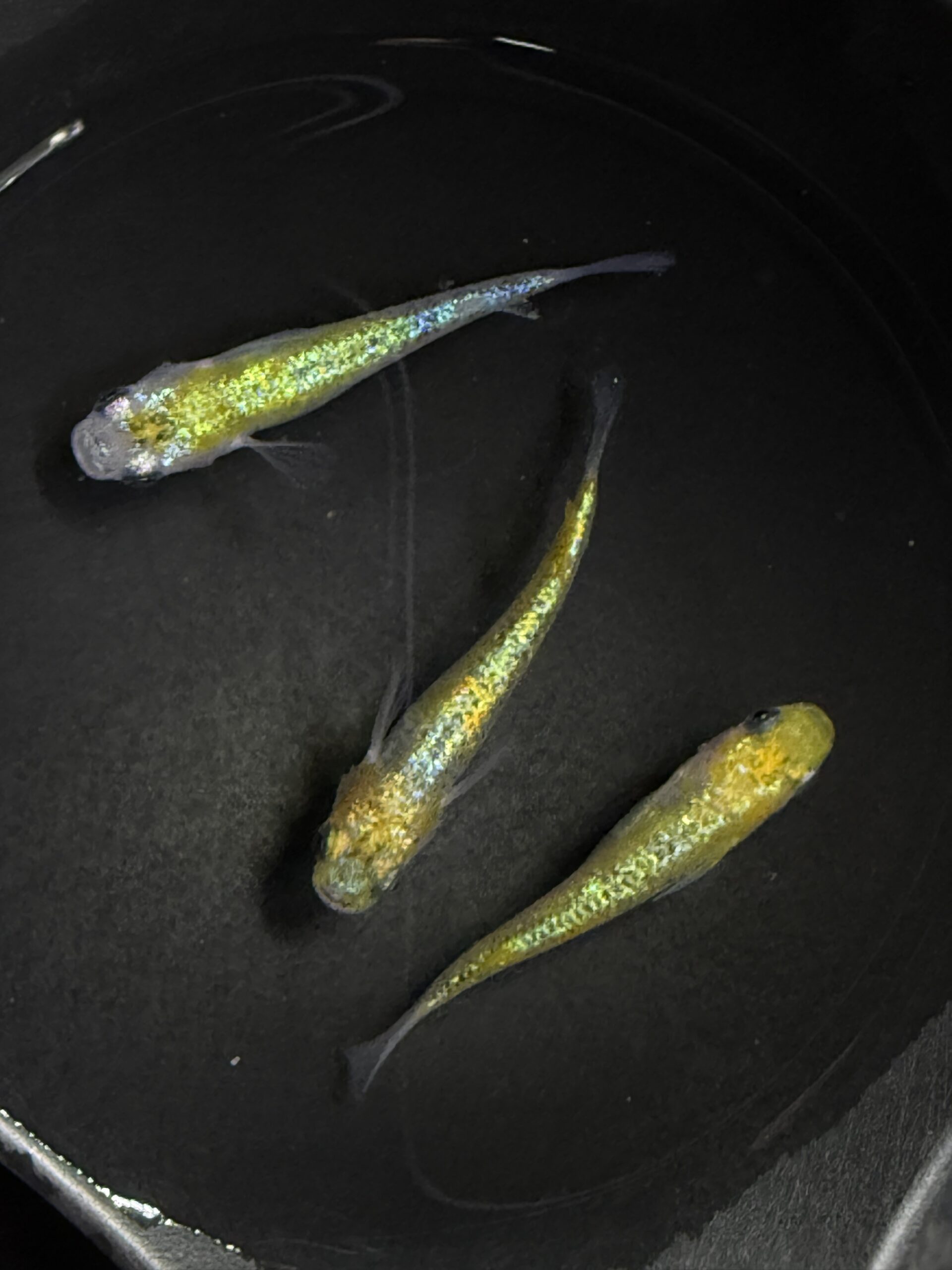 アクアショップ縁)夜桜パラディーゾ 雄１匹、雌２匹(神話めだかブリード)3/20 21:45 [ID:6102]