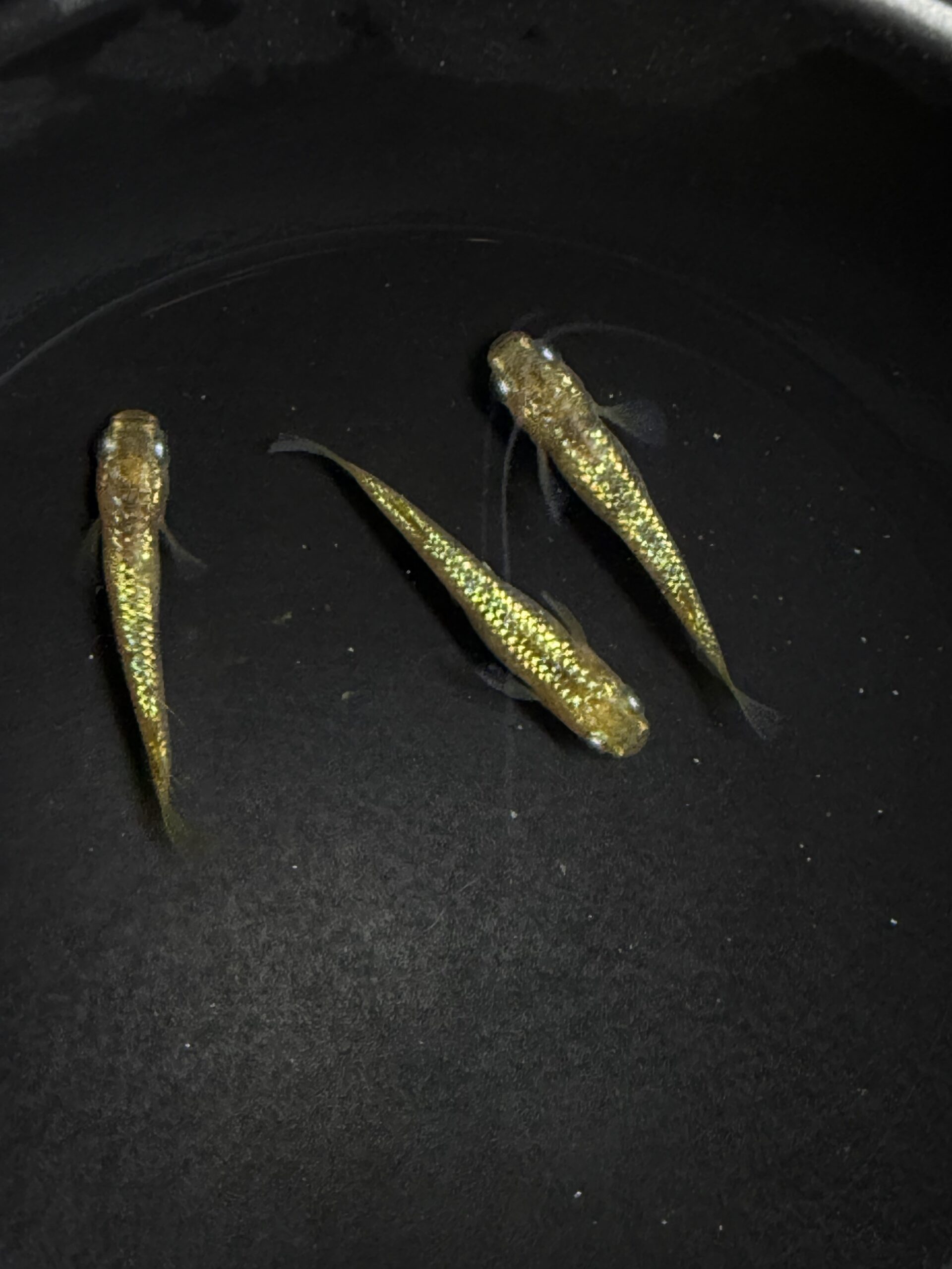 アクアショップ縁) 童虎 雄１匹、雌２匹(神話めだかブリード)　3/20　21：50 [ID:6109]