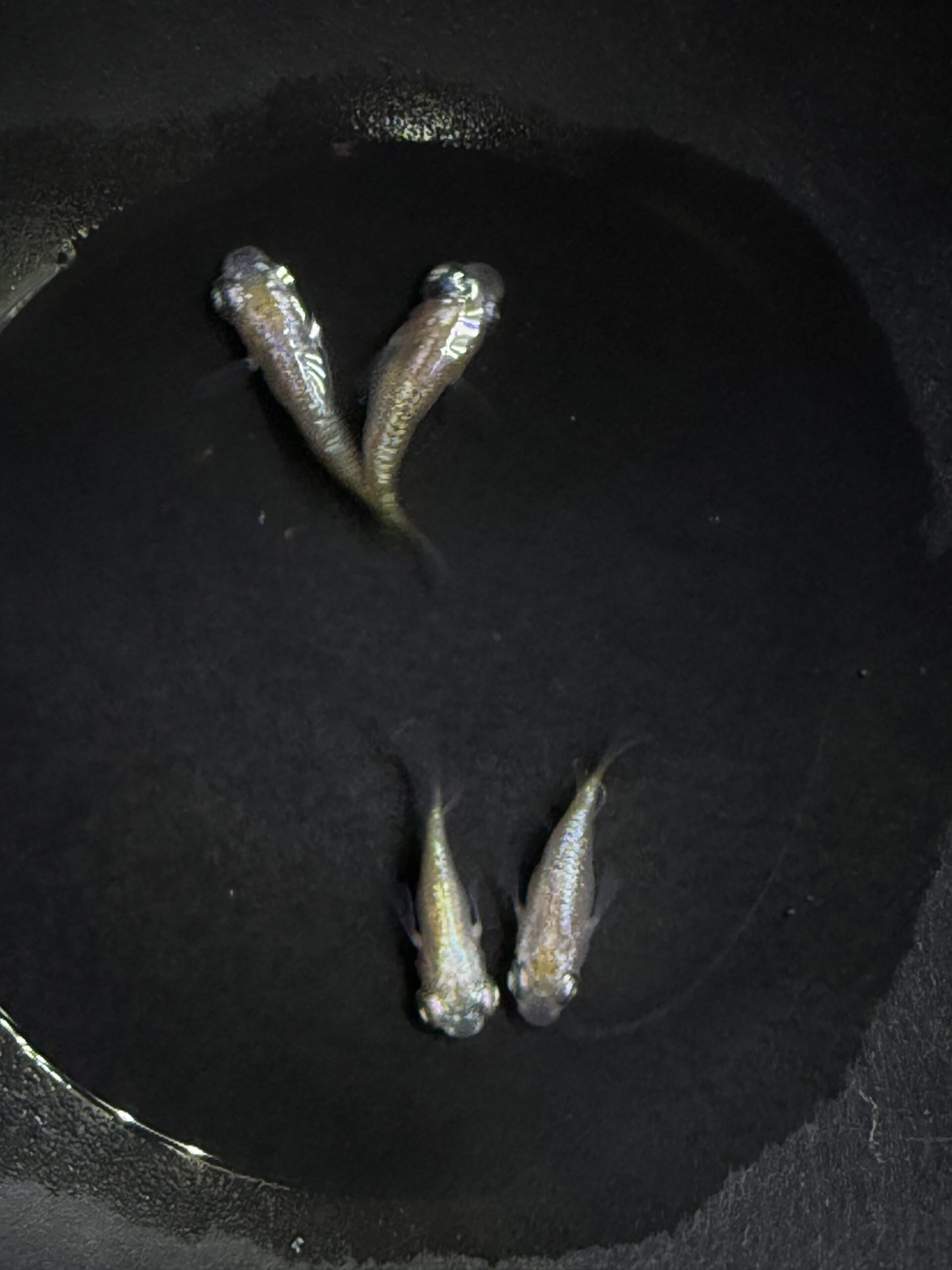 アクアショップ縁)パステル ２ペア(シンリンめだかブリード)　3/23　21:30 [ID:6241]