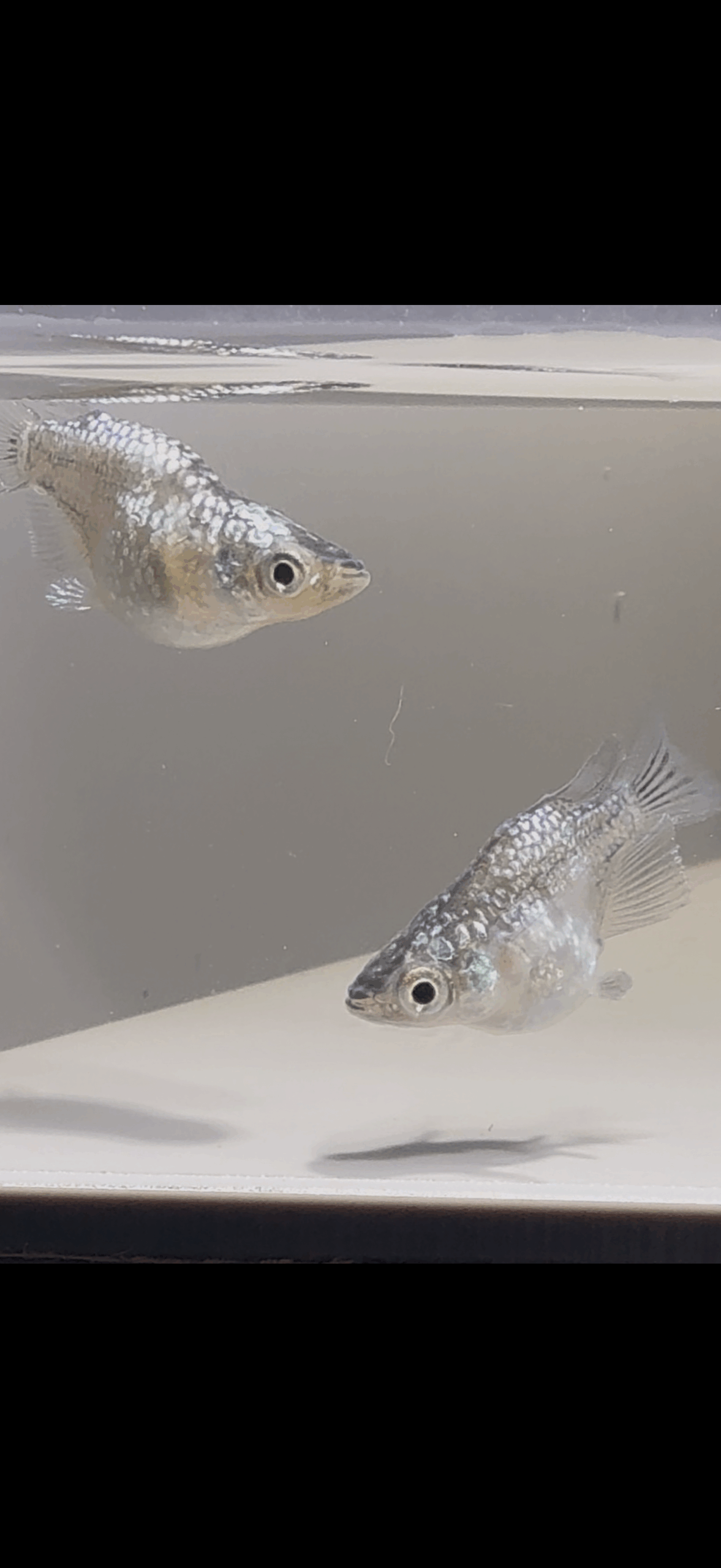 アクアショップ縁)クラウドグレーダイヤだるま 2ペア　3/23　21:40 [ID:6247]