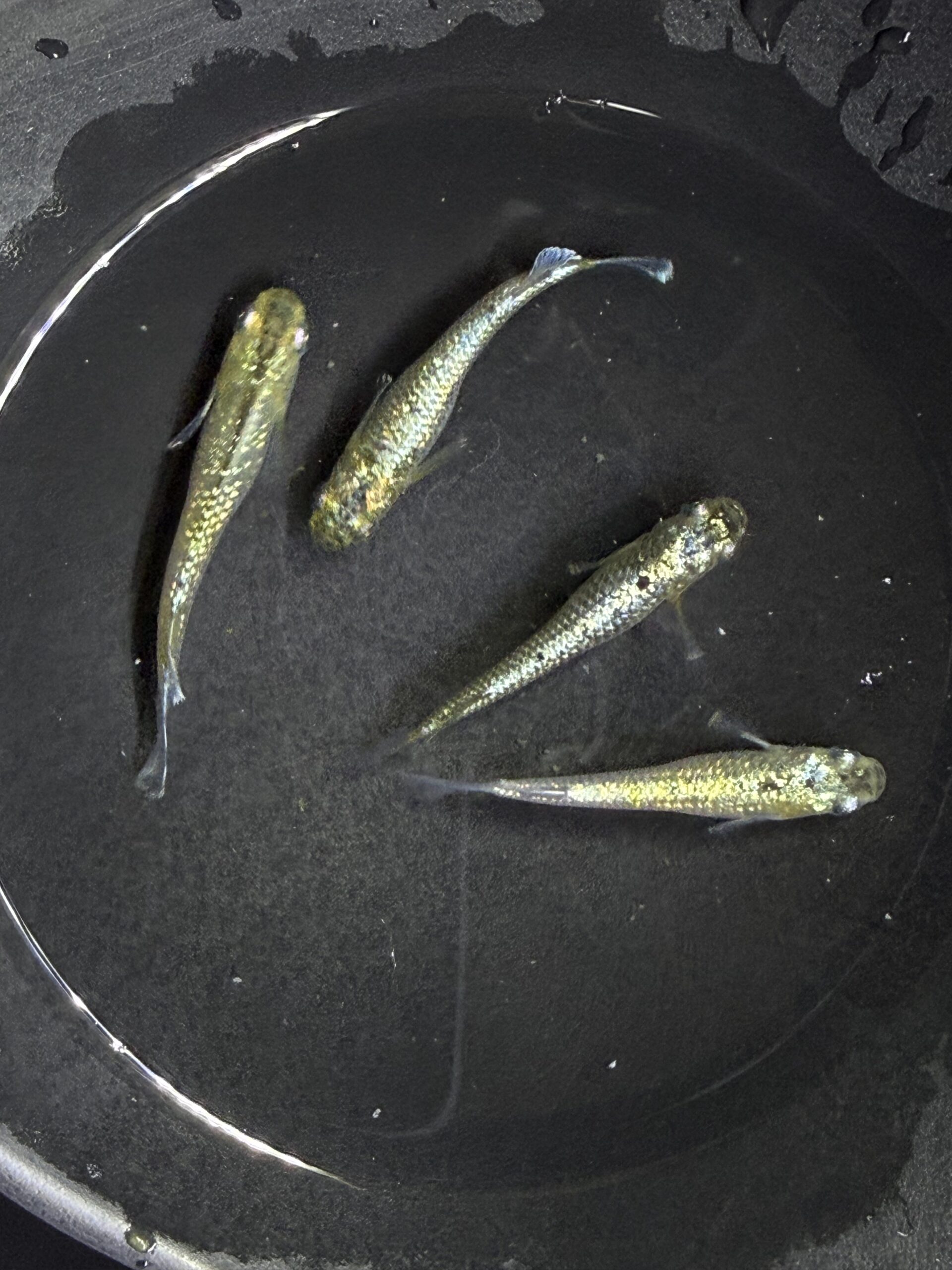 アクアショップ縁)Code Sea ２ペア(神話めだかブリード)　3/23　21:45 [ID:6249]