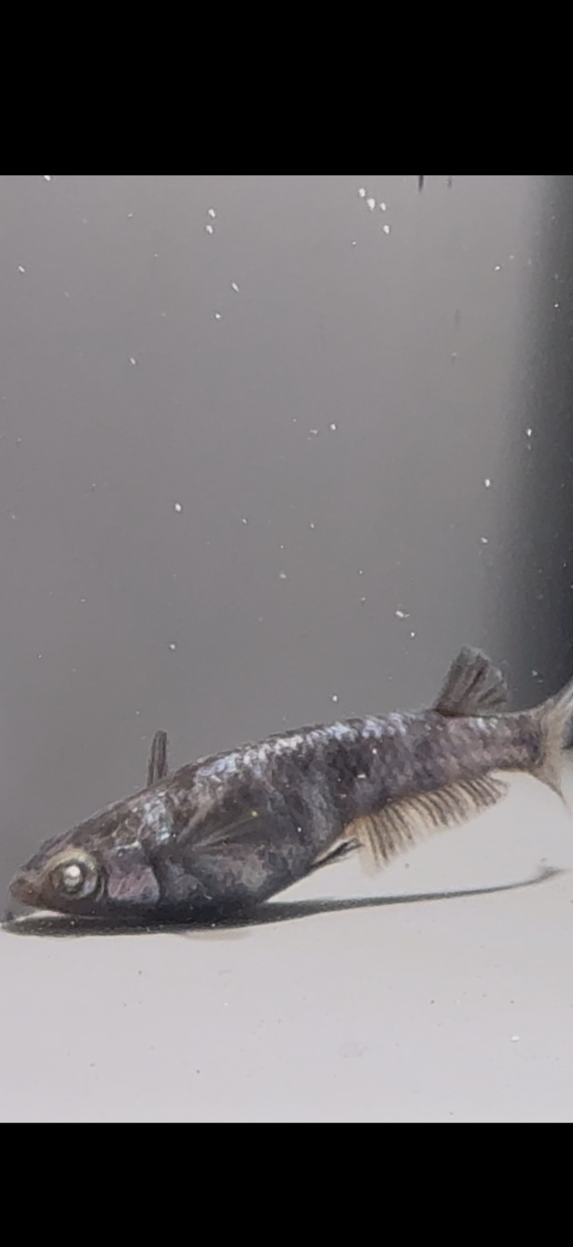 🔥 アクアショップ縁) 黝輝メジェド 1ペア(神話めだかブリード)3/25 21:30 [ID:6344]