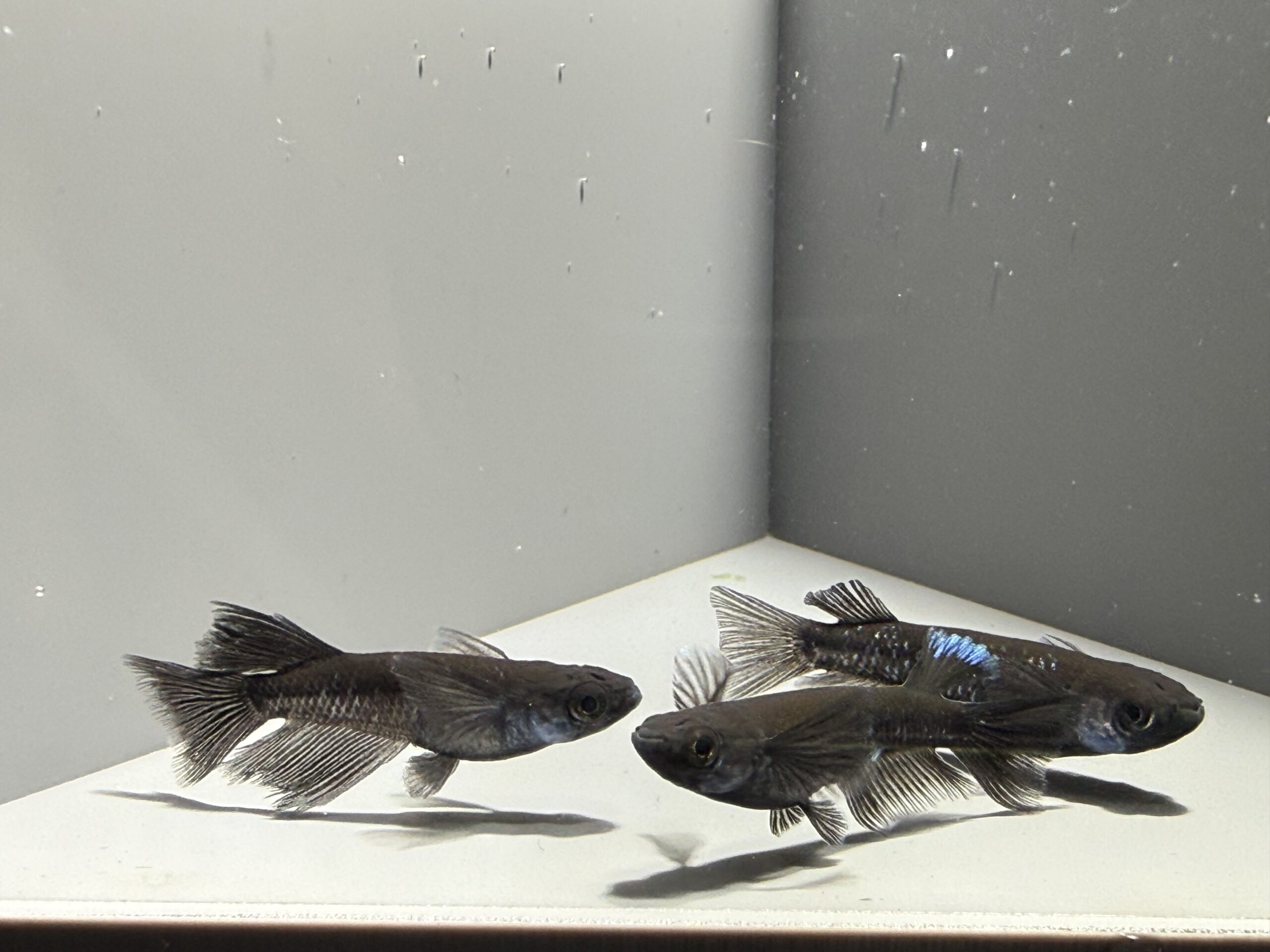 🔥 アクアショップ縁)ミッドナイトフリル漆黒系RLF１ペア+雌ヘテロ 3/27 21:30 [ID:6416]