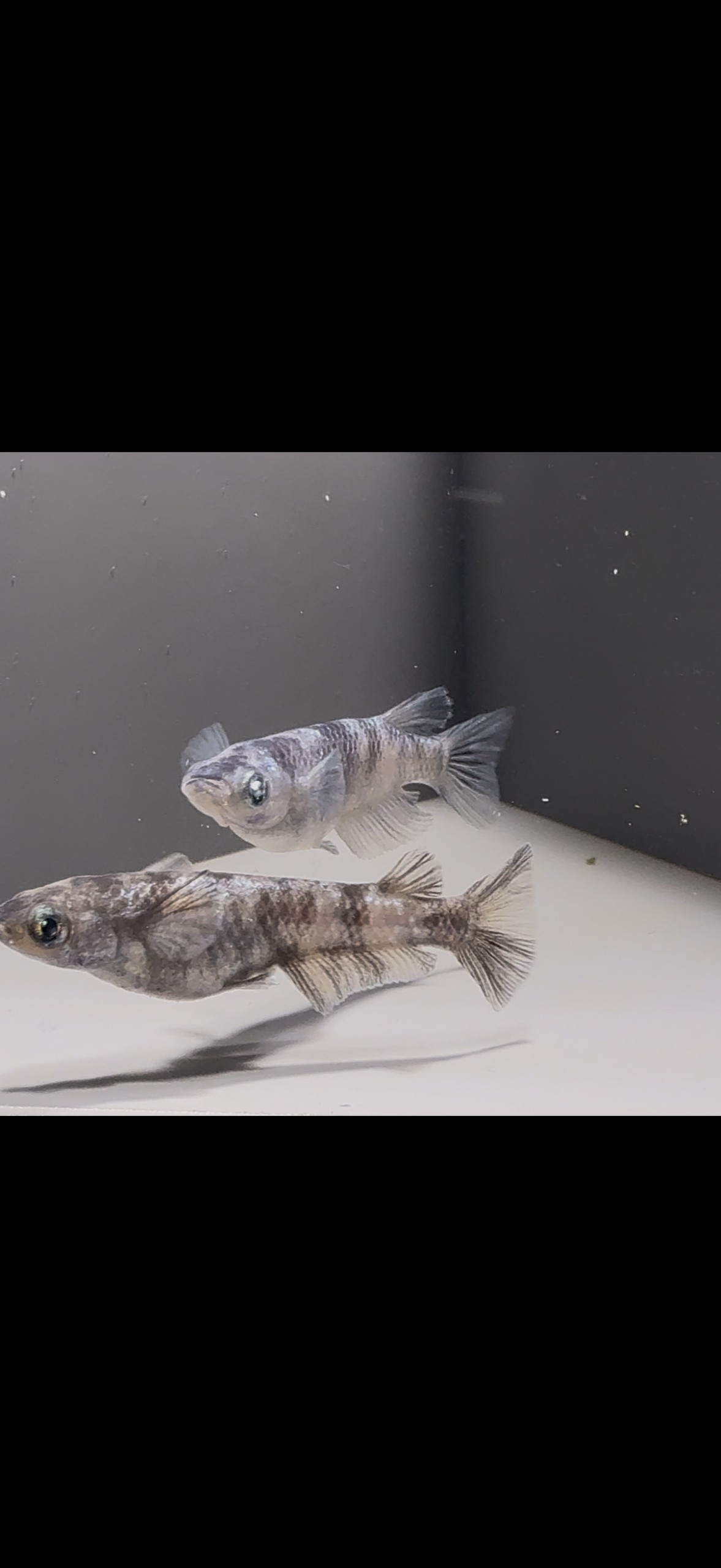 🔥 アクアショップ縁)黝輝メジェド１ペア(神話めだかブリード) 3/27 21:35 [ID:6421]