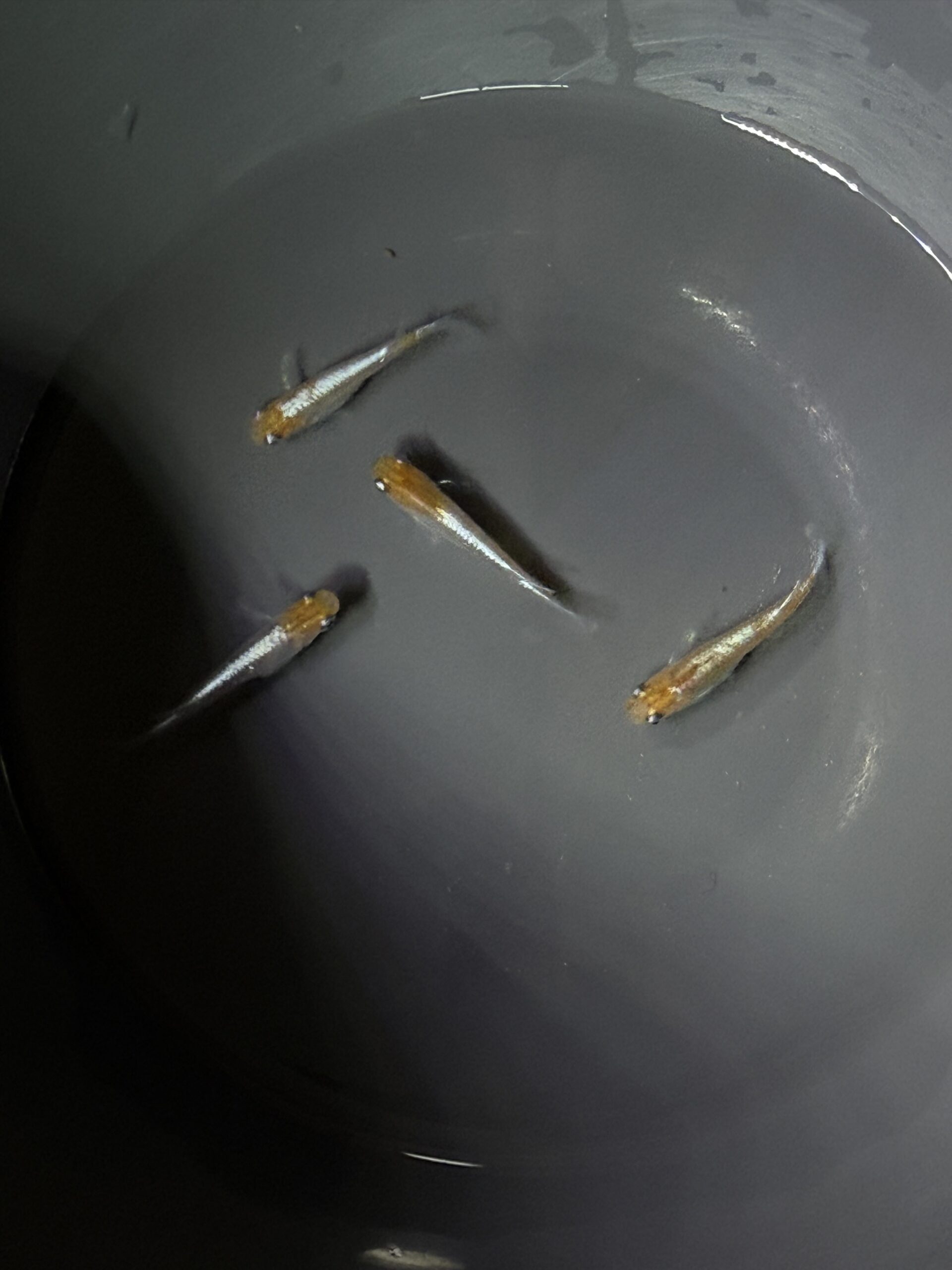 アクアショップ縁)パーシモンコブラ２ペア(神話めだかブリード)3/27 21:40 [ID:6425]