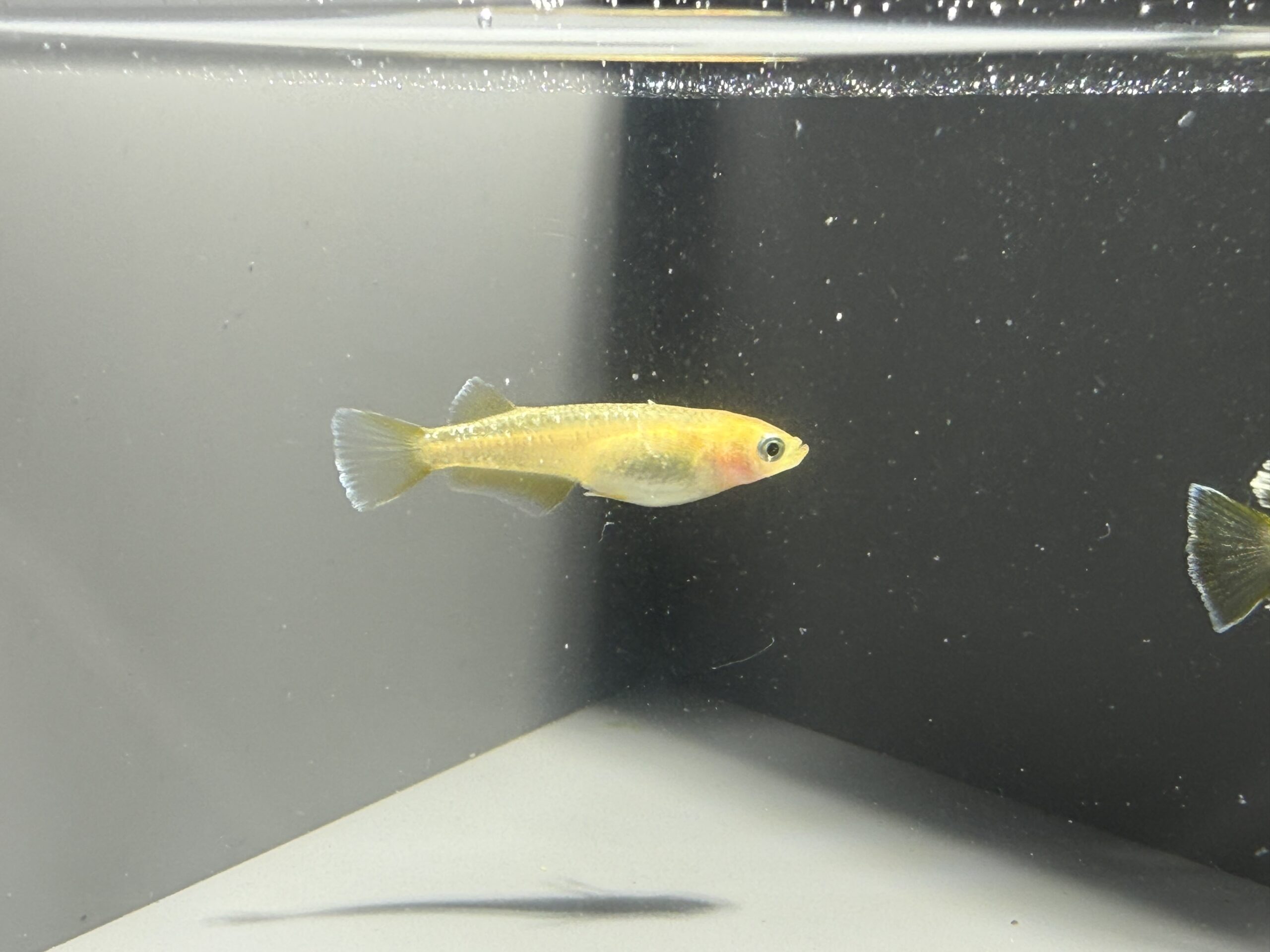 🔥 アクアショップ縁)ギャツビーヴァーミリオン１ペア(神話めだかブリード)　3/27　21:45 [ID:6491]