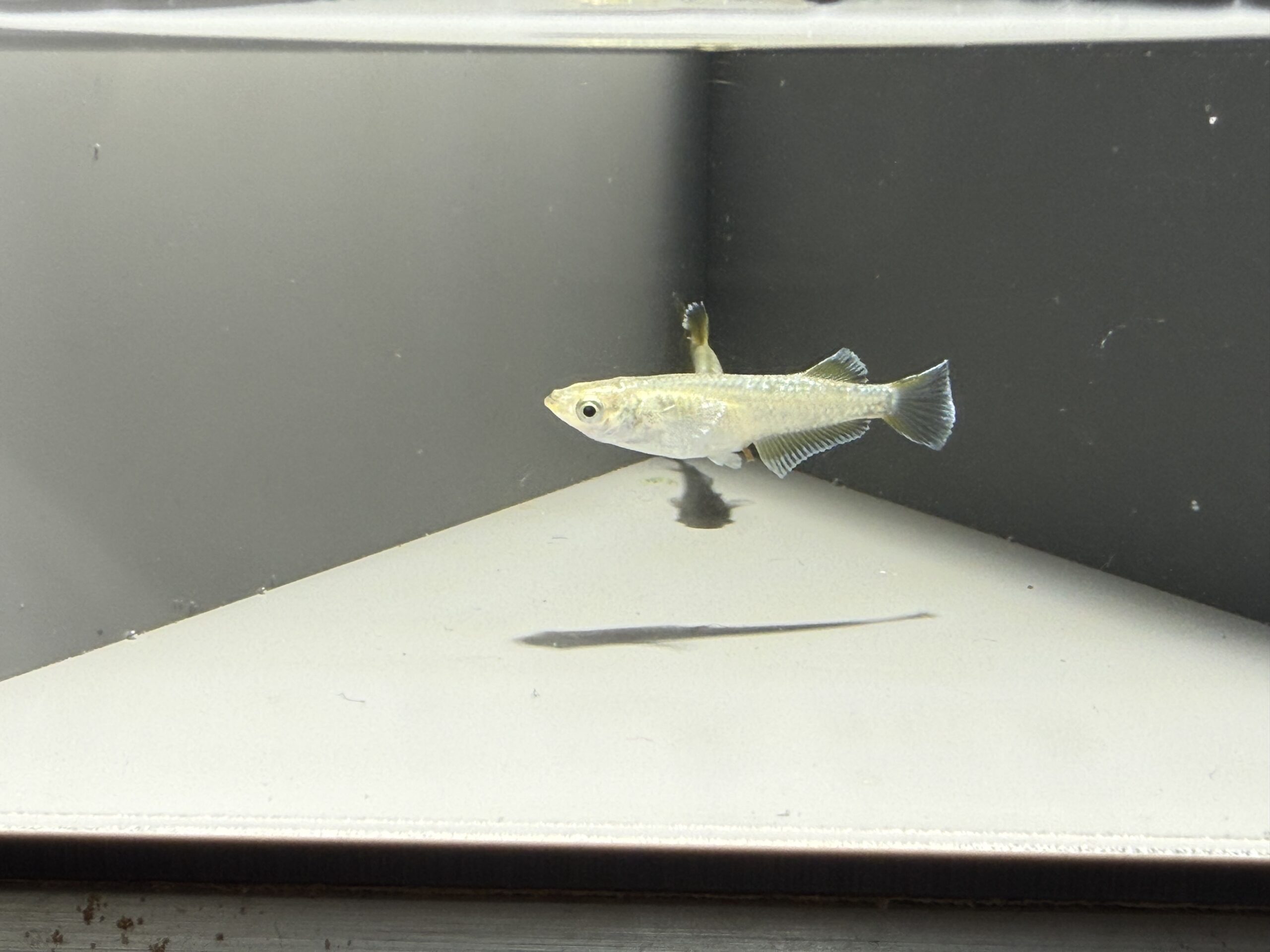 🔥 アクアショップ縁)ノア 1ペア(神話めだかブリード)　3/27　21:50 [ID:6495]