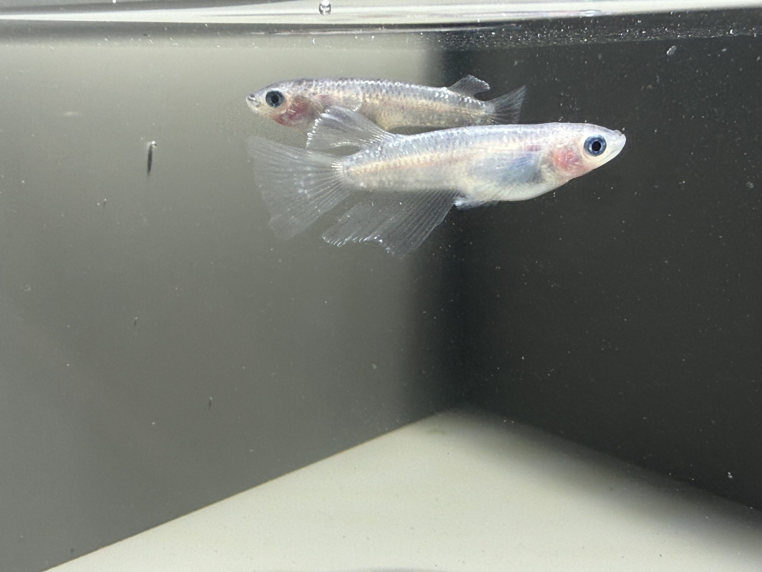 アクアショップ縁)二郎インスパイア系 雄RLF、雌ヘテロ(神話めだかブリード)3/30 21:20 [ID:6708]