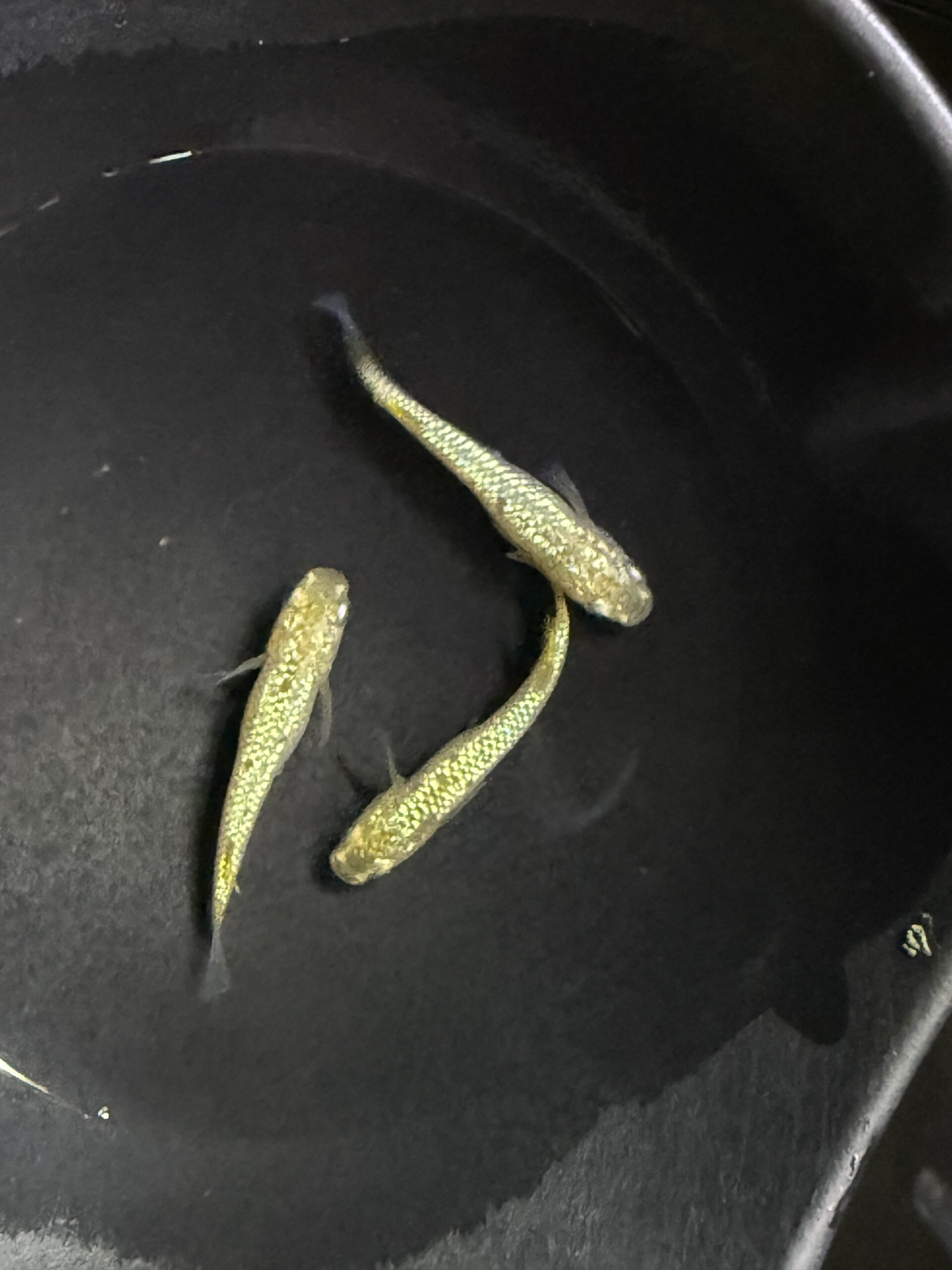 アクアショップ縁)童虎 雄１、雌２(神話めだかブリード) 3/30 21:25 [ID:6723]