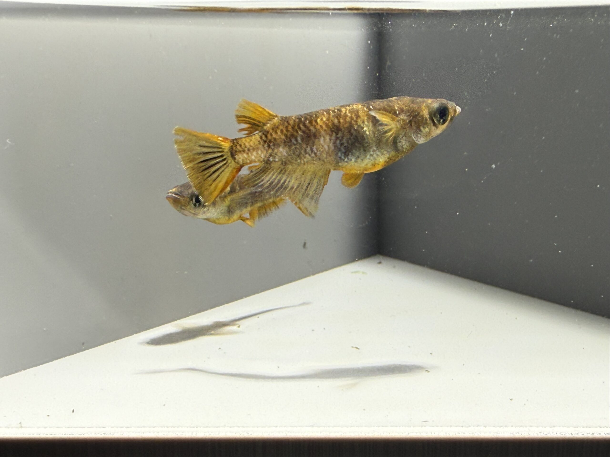 🔥 アクアショップ縁)シグマ ヘテロ１ペア　4/1　21：30 [ID:6789]